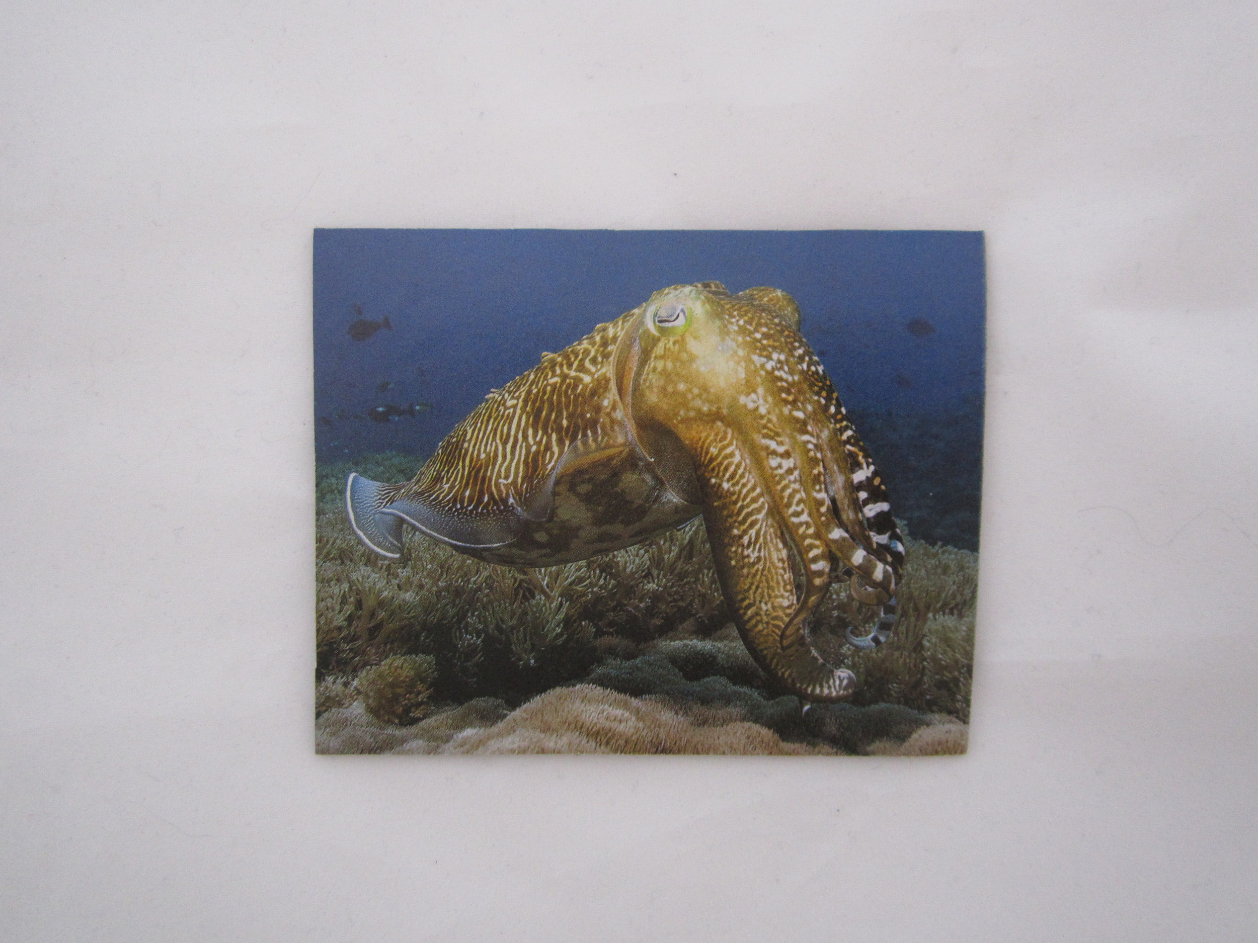 Cuttlefish Magnet 2.JPG