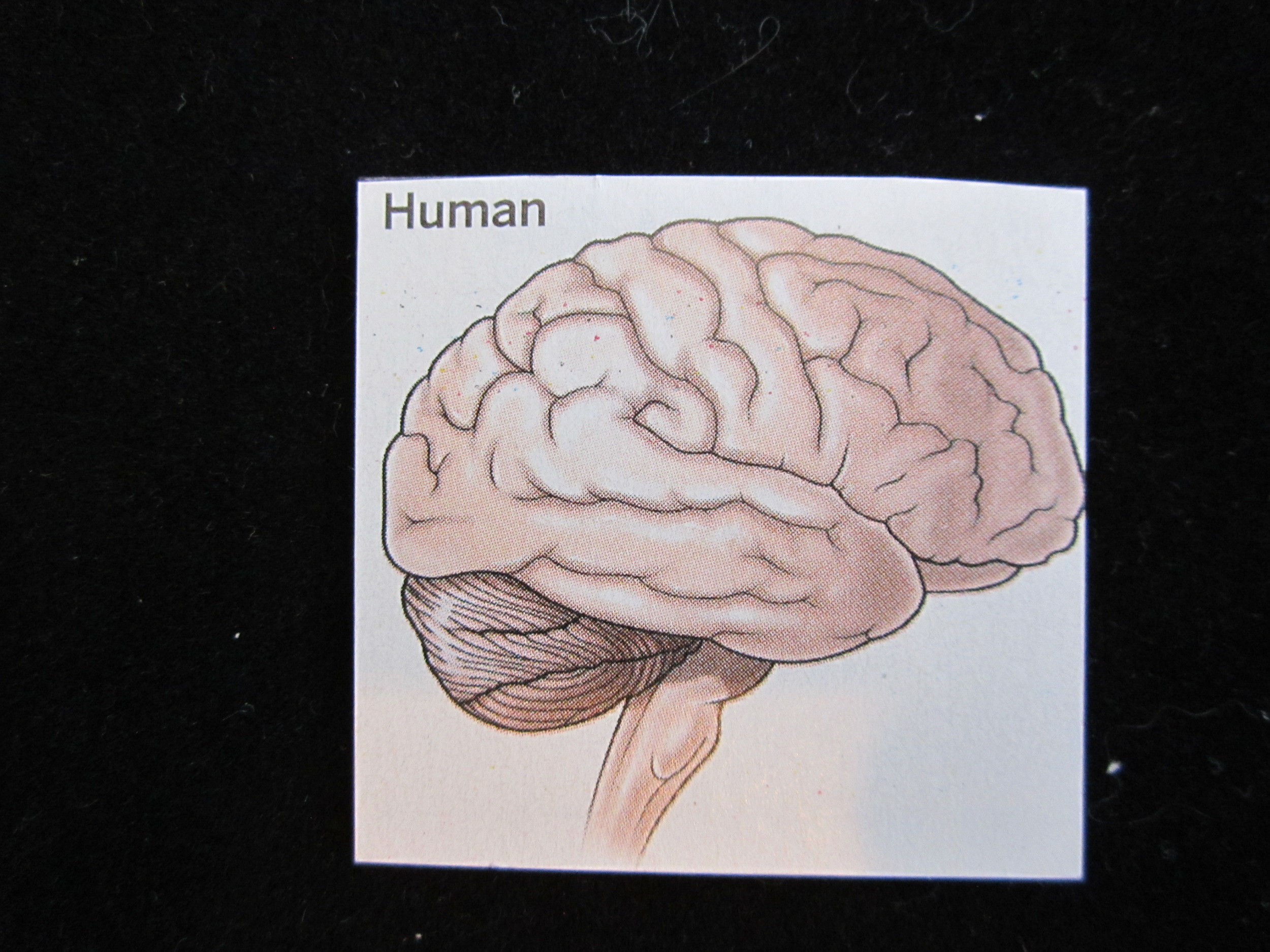 Human Brain Magnet 2.JPG