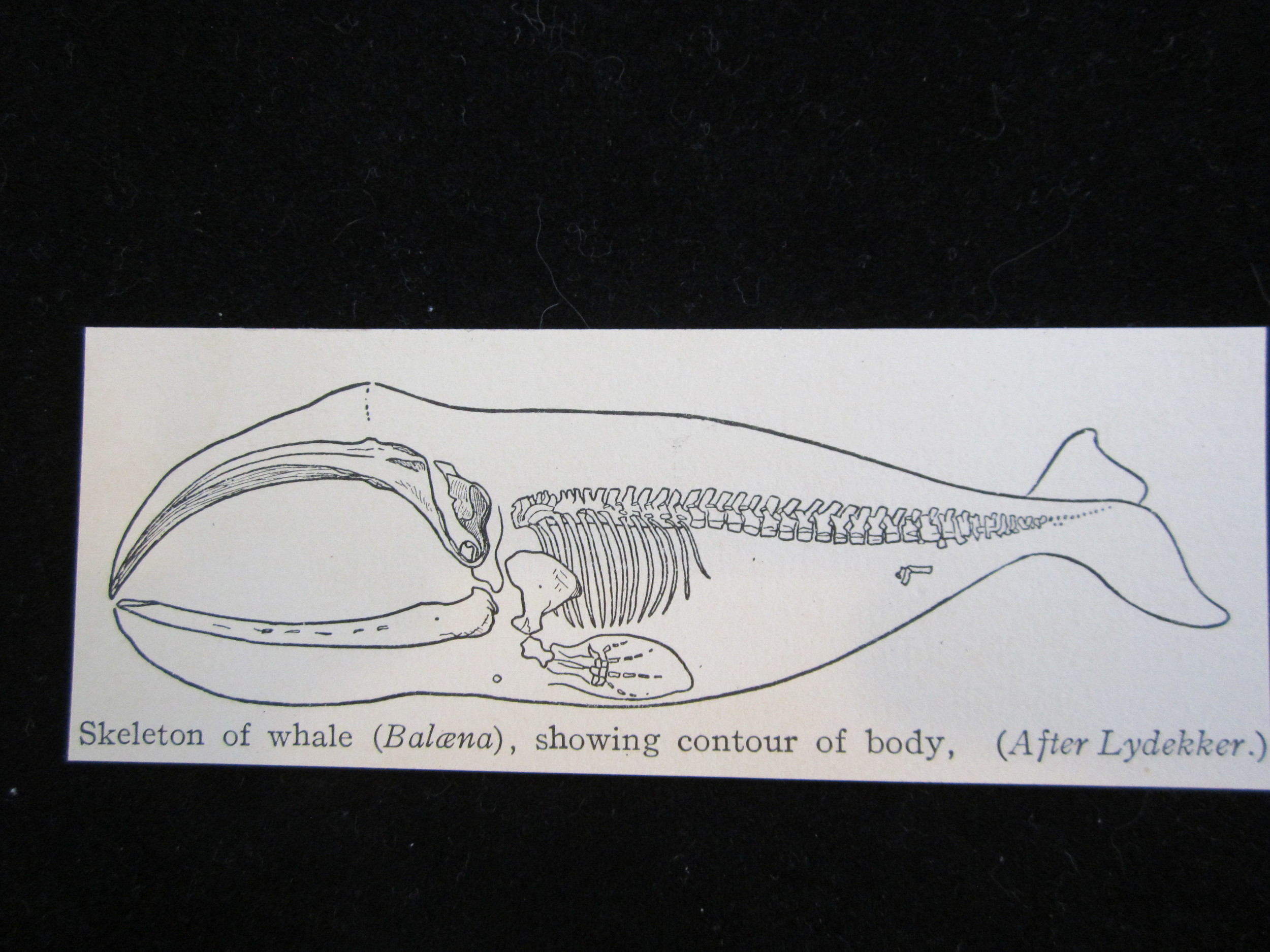 Whale Skeleton Magnet 1.JPG