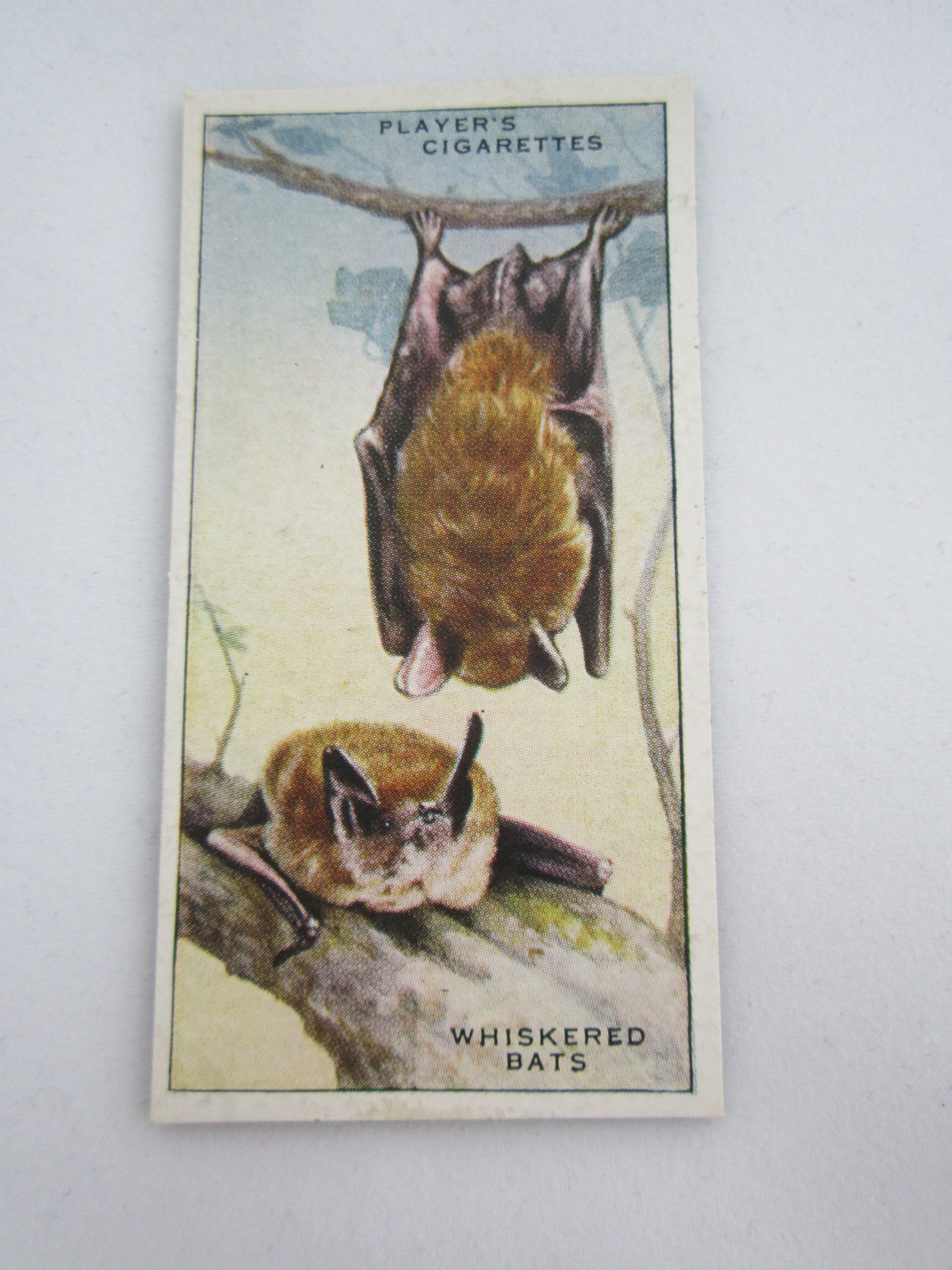 Whiskered Bats Magnet 2.JPG