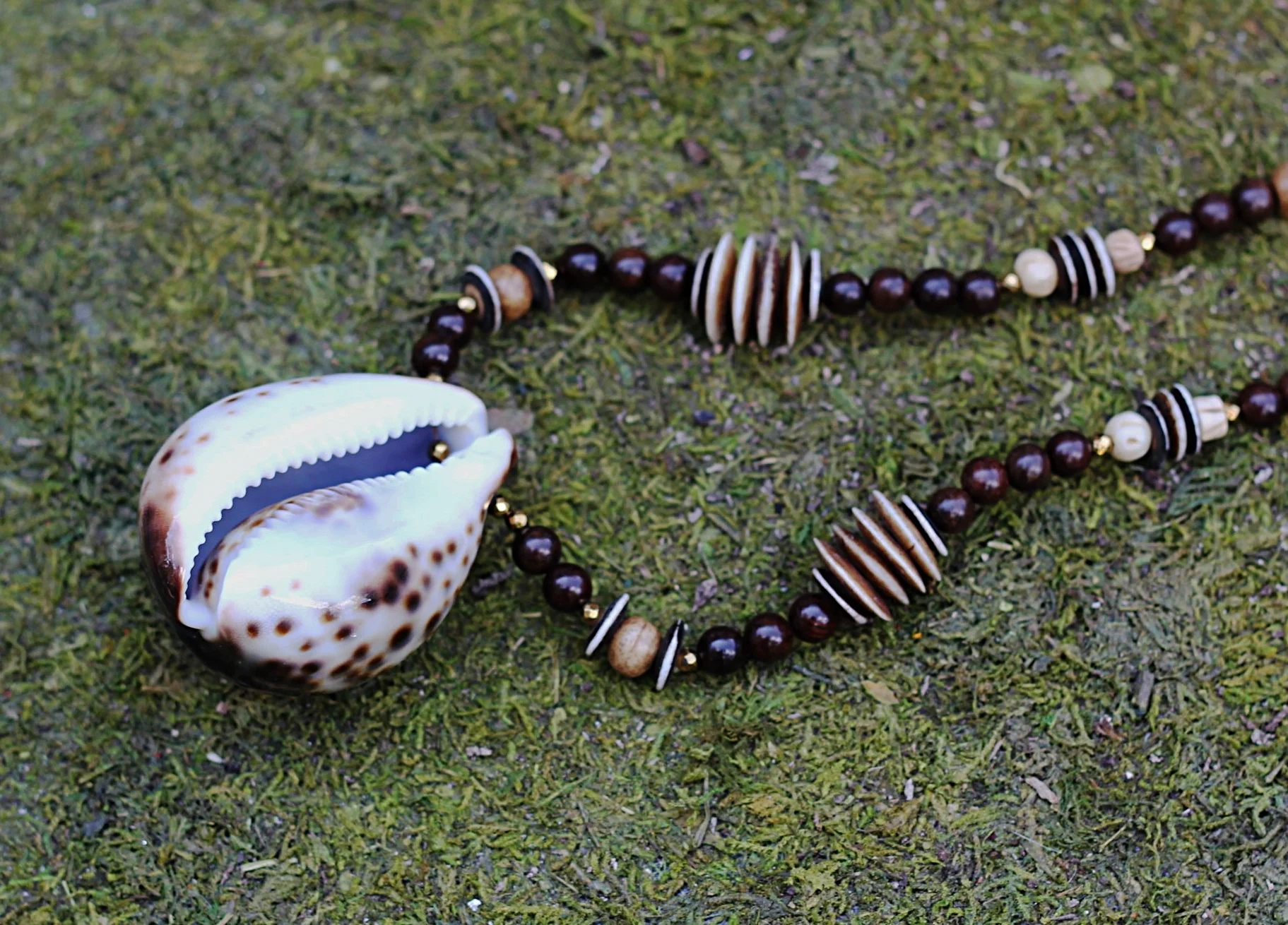 Tiger Cowrie Shell on Driftwood and Ox Bone