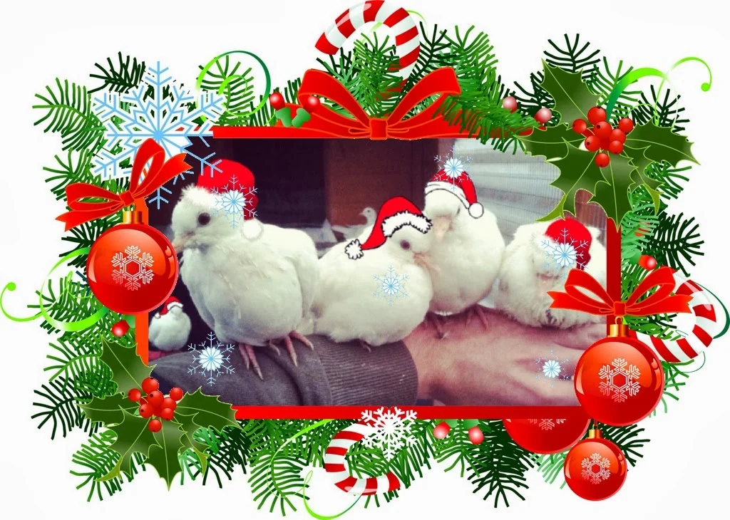 Festive greetings from my little stars!