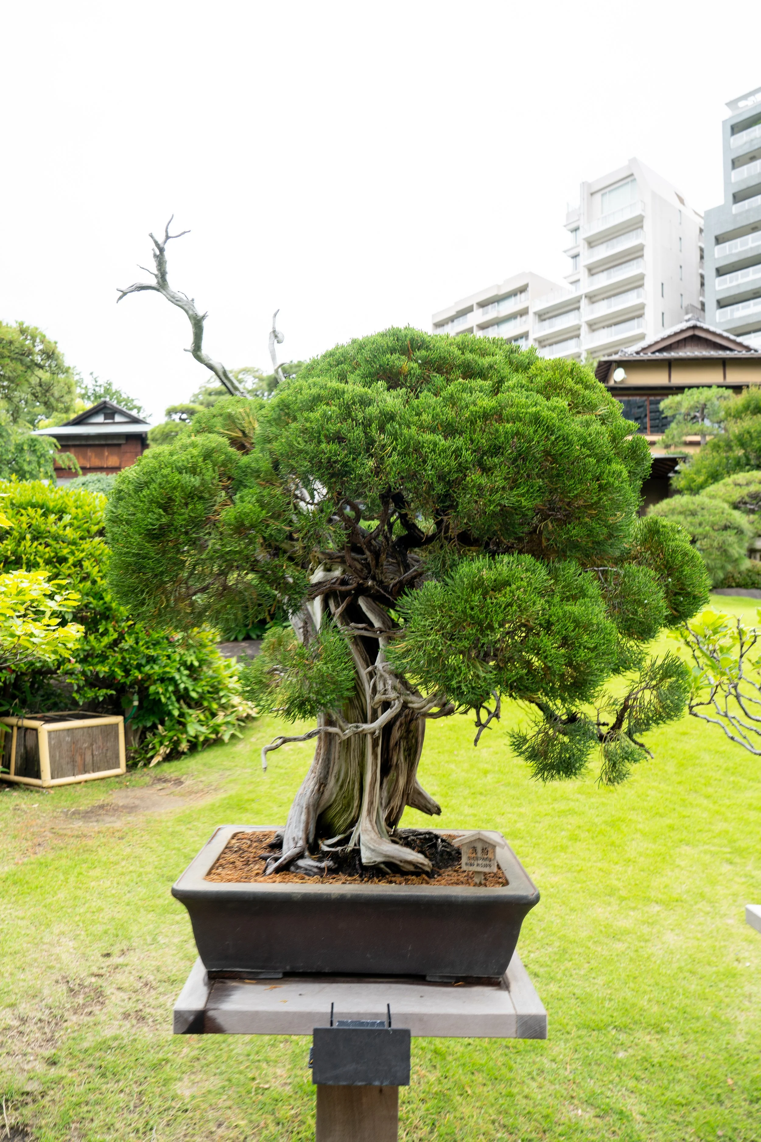2026 Tokyo (502 of 610).jpg