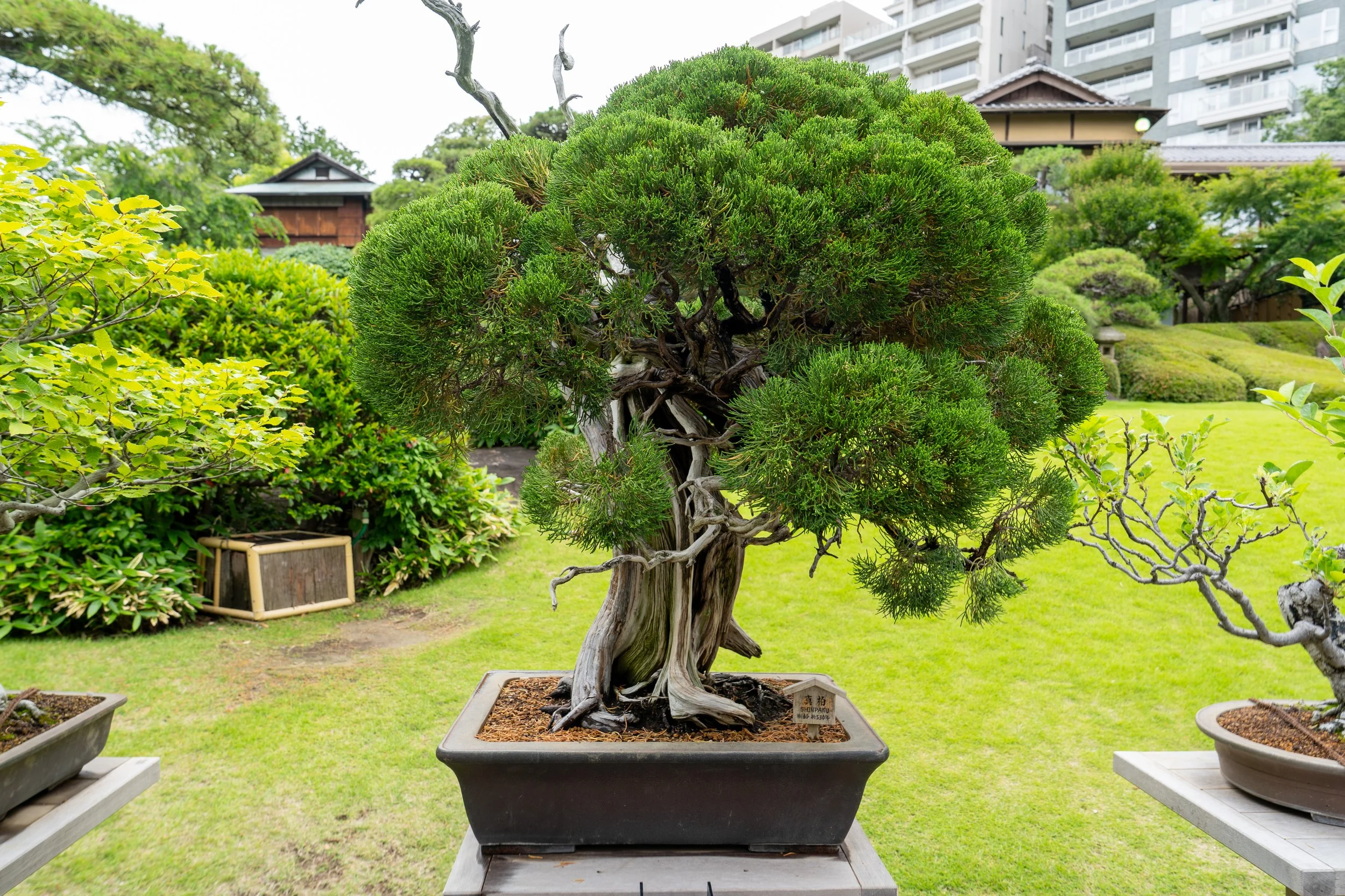 2026 Tokyo (505 of 610).jpg