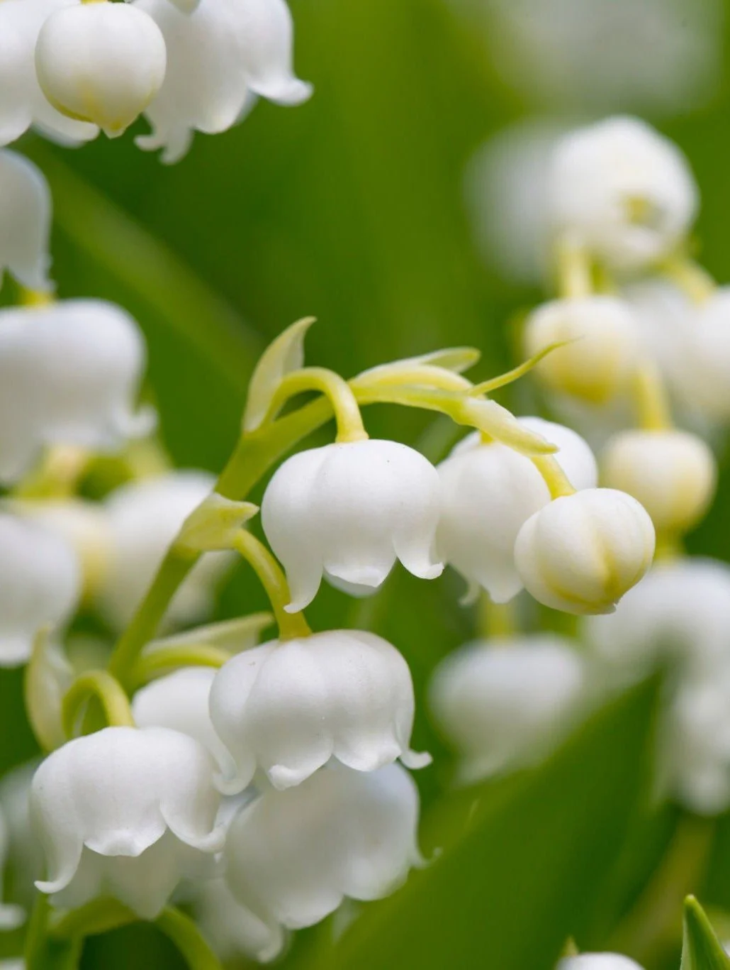 Close up lily of the valley cluster with a green leaves background