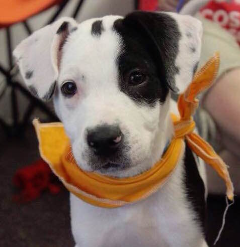 Teressa's puppy, Ty