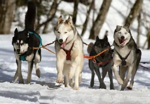 animals-dogs-nature-60050.jpg