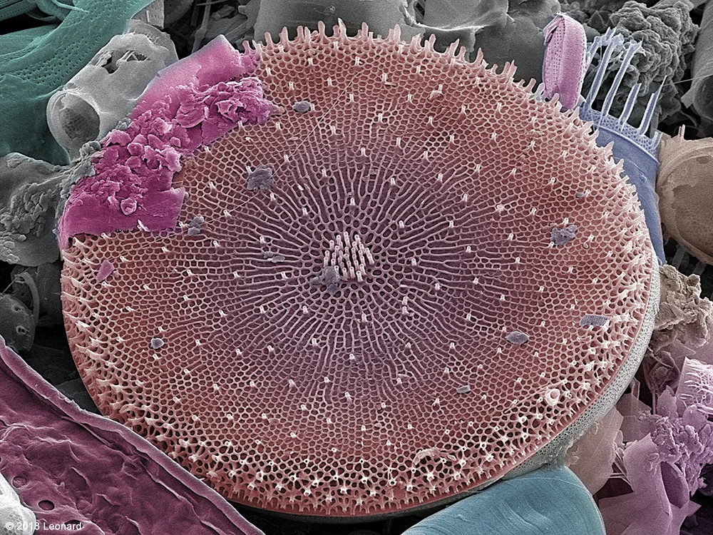 HudsonDiatoms0314201806cl.jpg