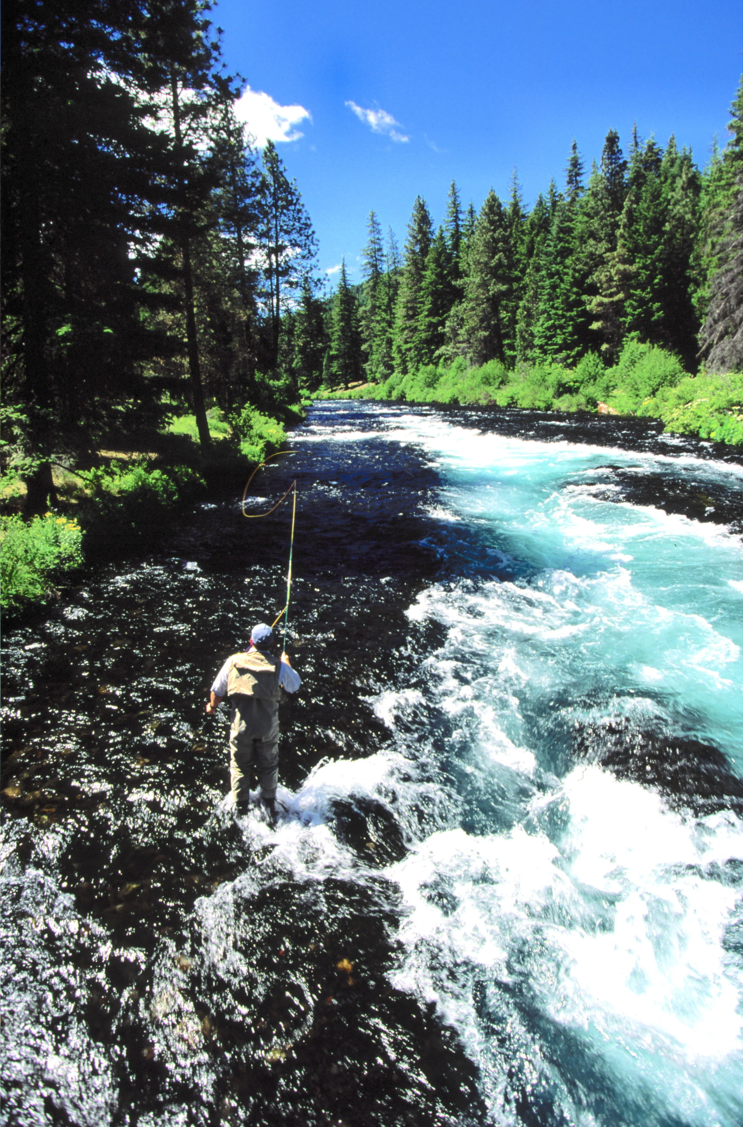  Fly fishing on the Metolius River in Eastern Oregon