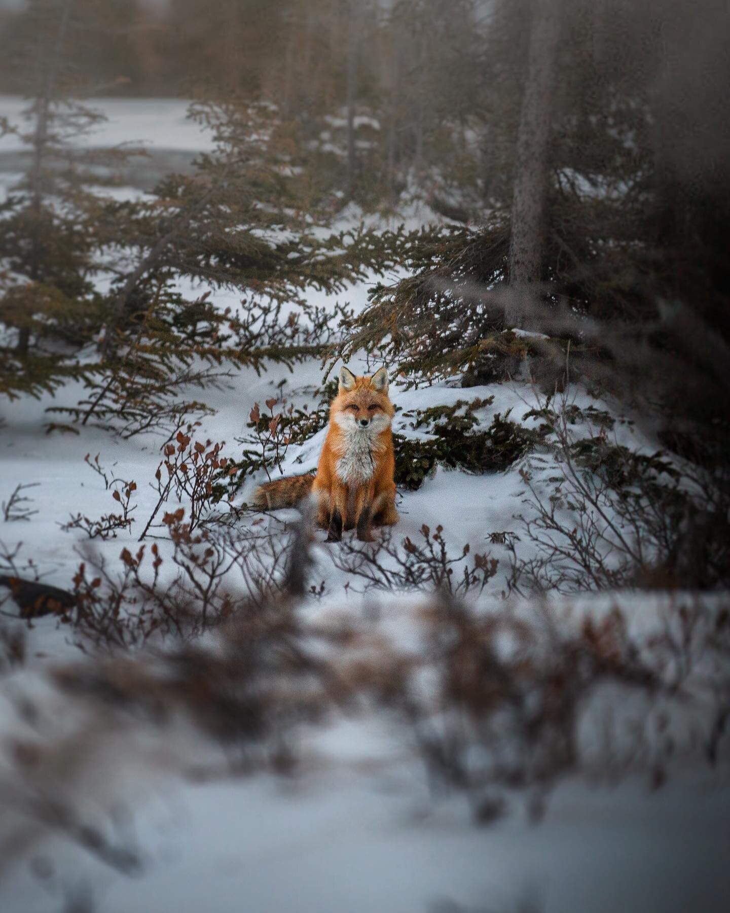 Here&rsquo;s a little fox in the woods to distract you from this whole pandemic thing for a moment or two 🦊