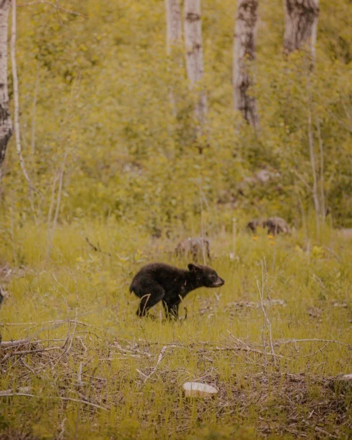 Little bear, big forest 🐻 🌲 ⁣
⁣
Spotted this little buddy running through the forest during a trip to Riding Mountain National Park. Tell me this isn&rsquo;t the most huggable bear you&rsquo;ve ever seen. Swipe to the end to see Mama bear and maybe