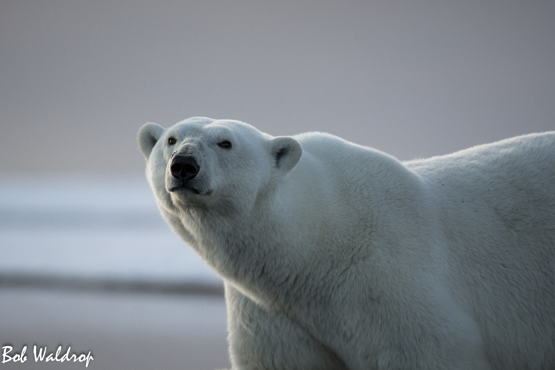 Polar Bears 1800 px -2.jpg