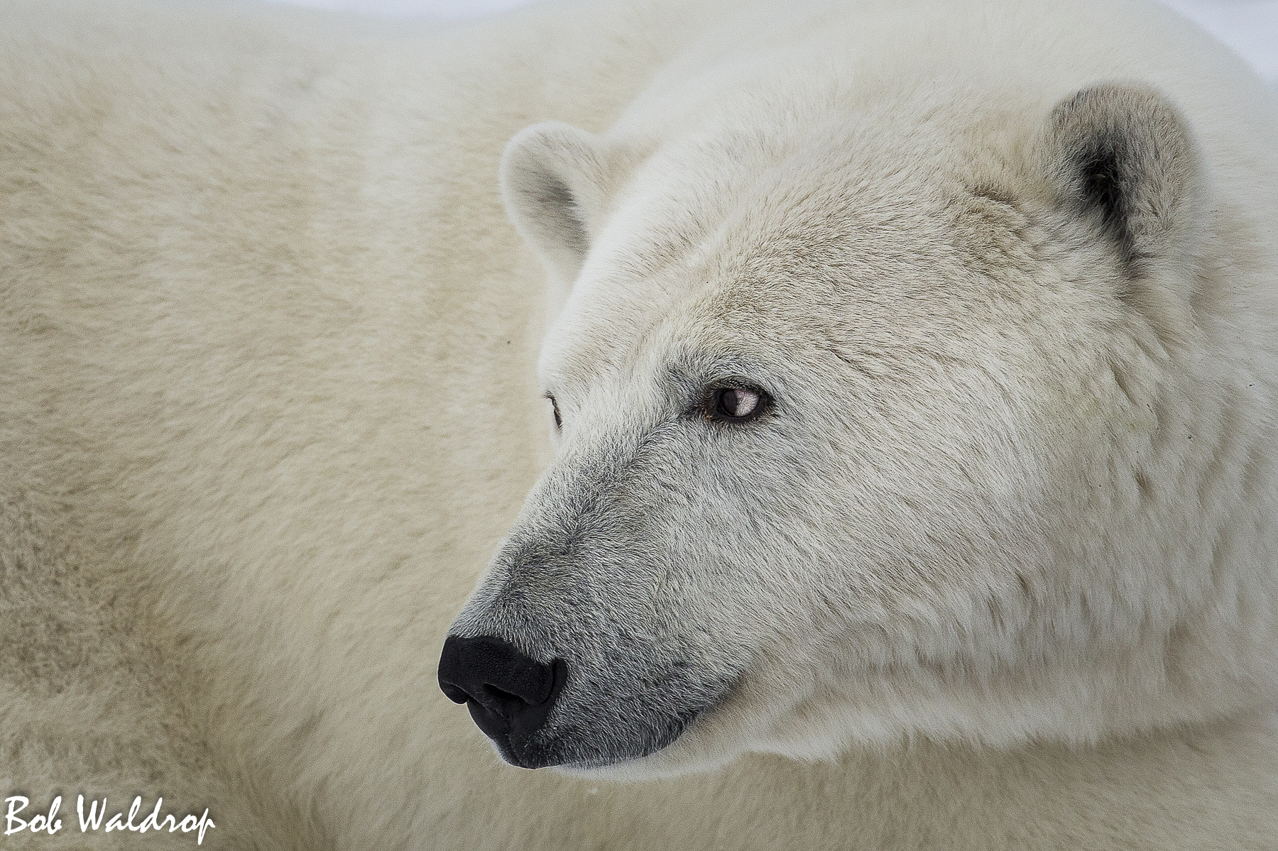 Polar Bears 1800 px --2.jpg