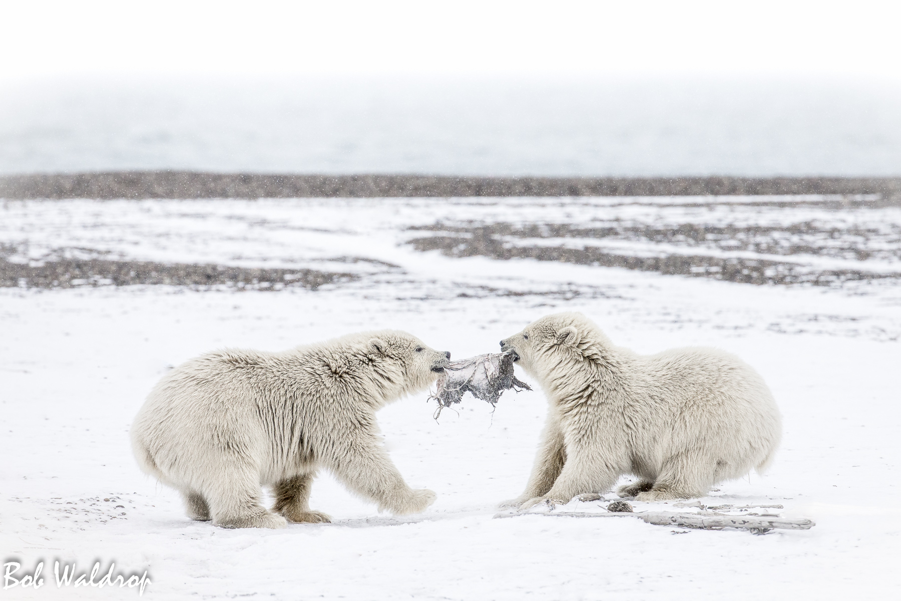 Polar Bears 1800 px --6.jpg