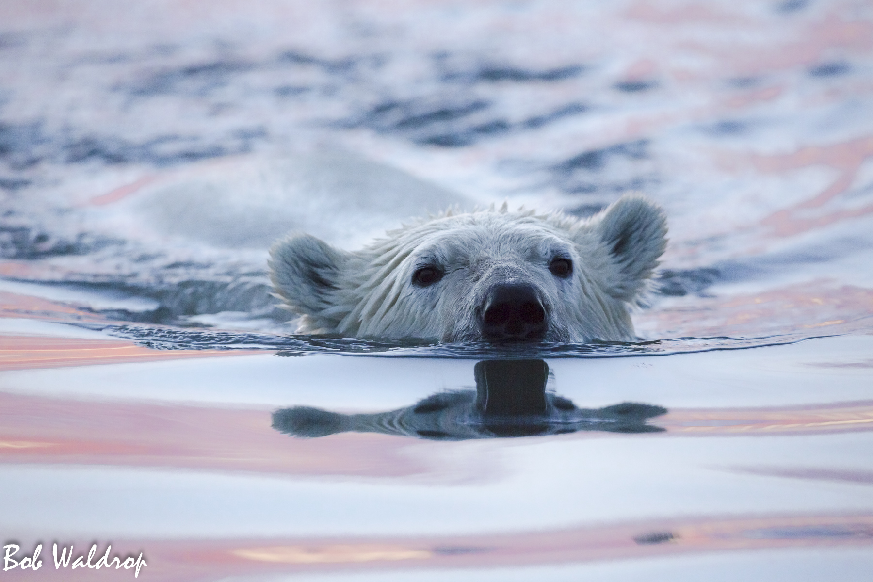 Polar Bears 1800 px -0618.jpg