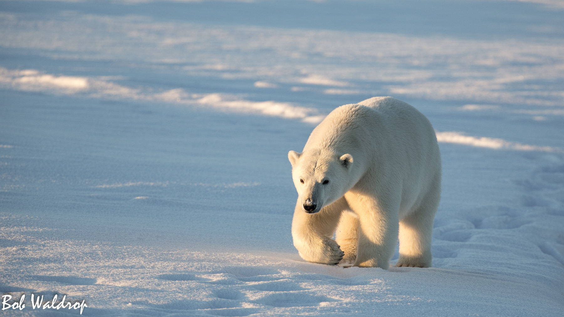 Polar Bears 1800 px -1621.jpg