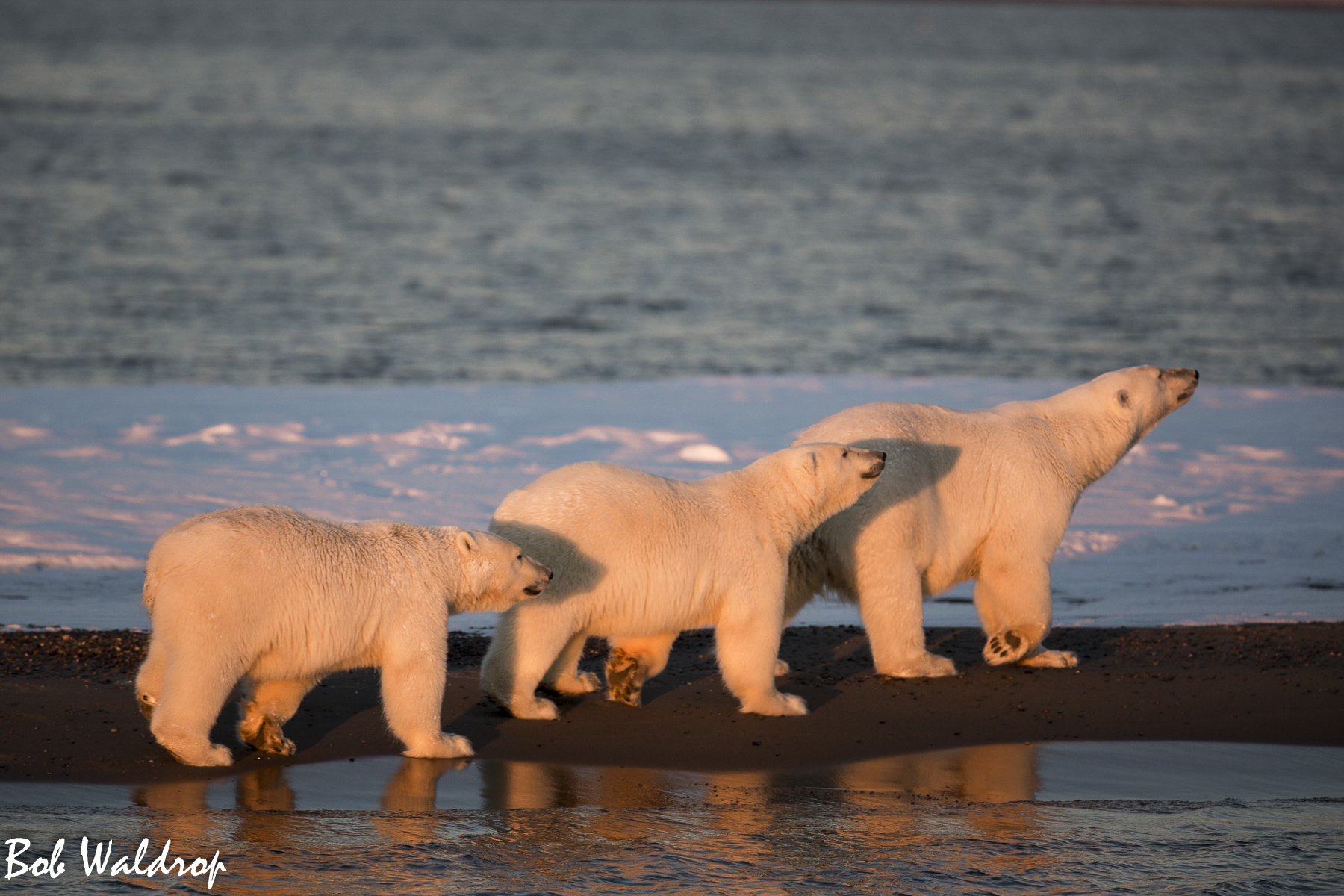 Polar Bears 1800 px -2042.jpg