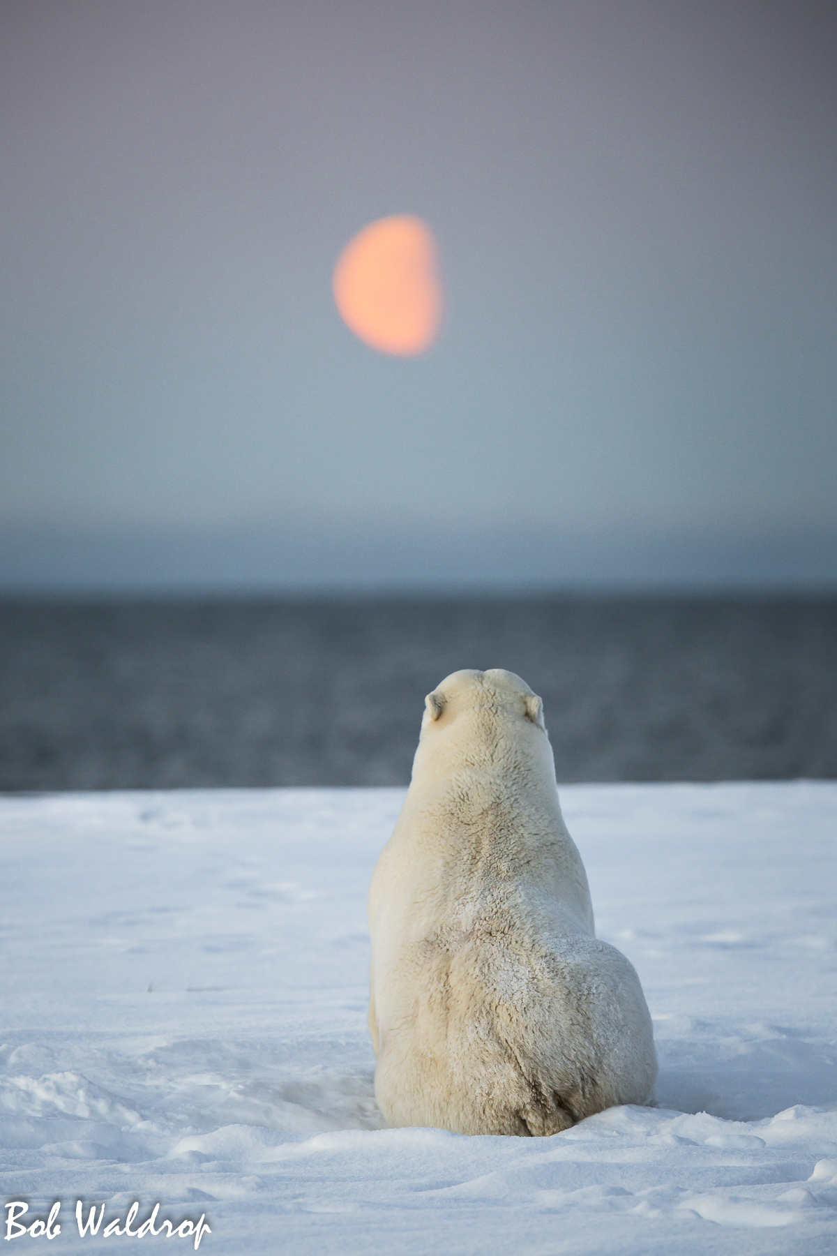 Polar Bears 1800 px -2429.jpg