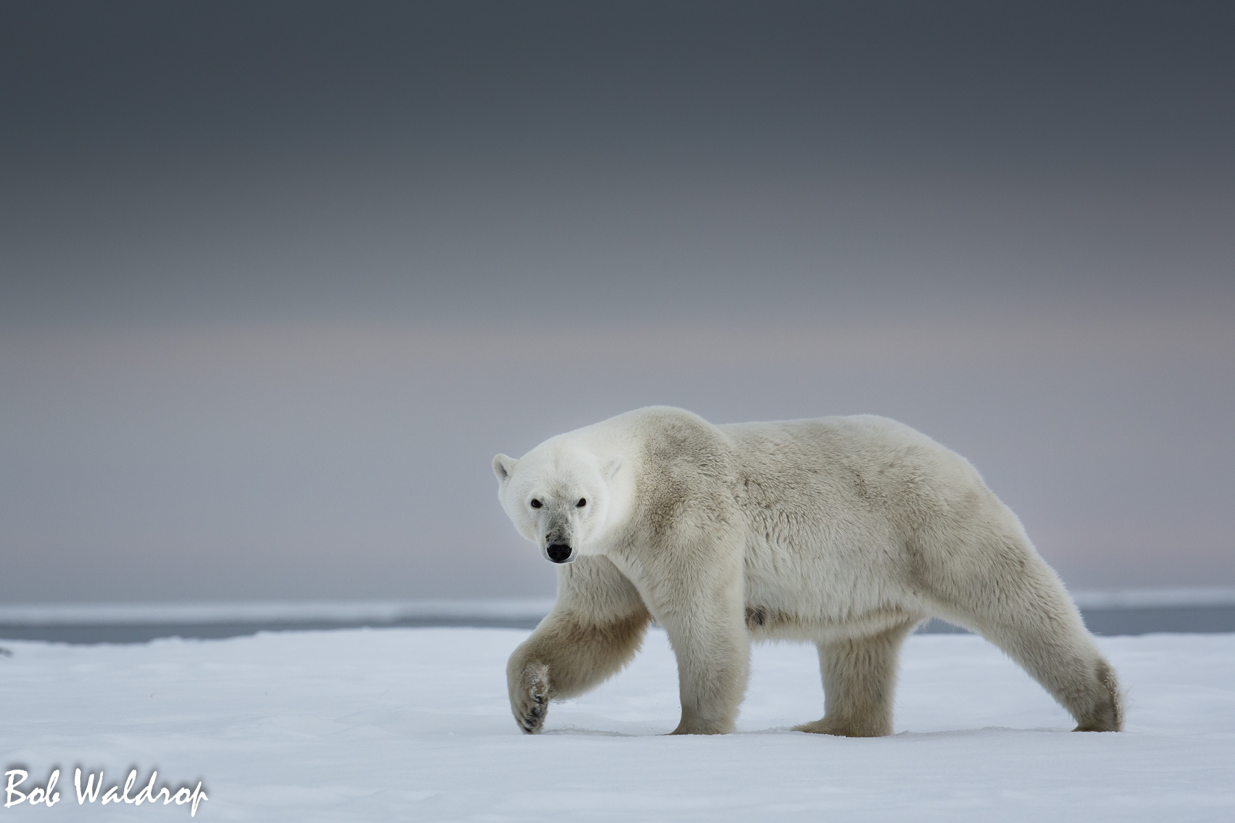 Polar Bears 1800 px -3412.jpg