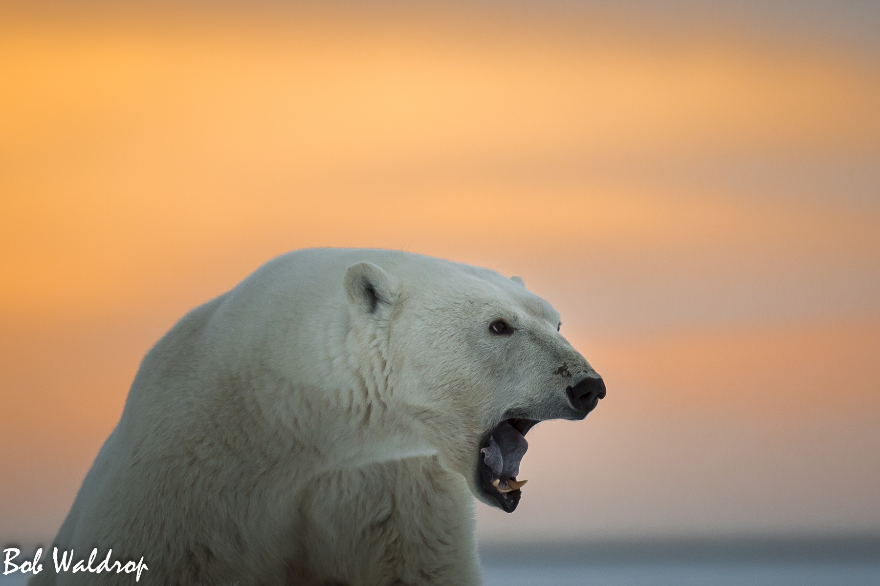 Polar Bears 1800 px -2872.jpg