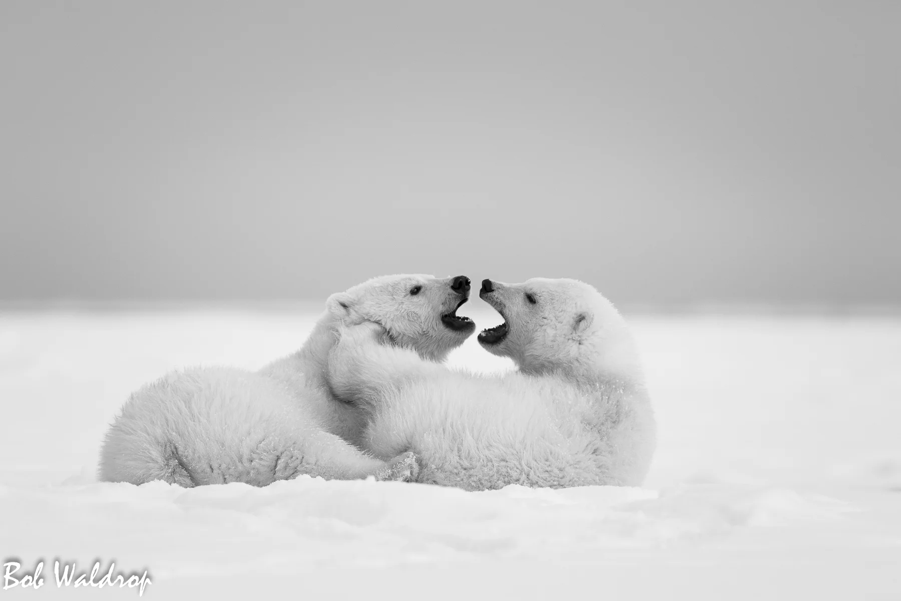 Polar Bears 1800 px -4394.jpg