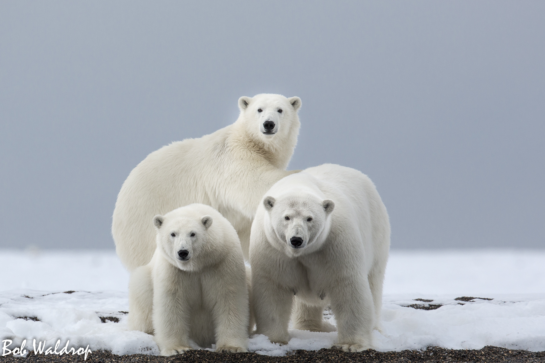 Polar Bears 1800 px -4827.jpg