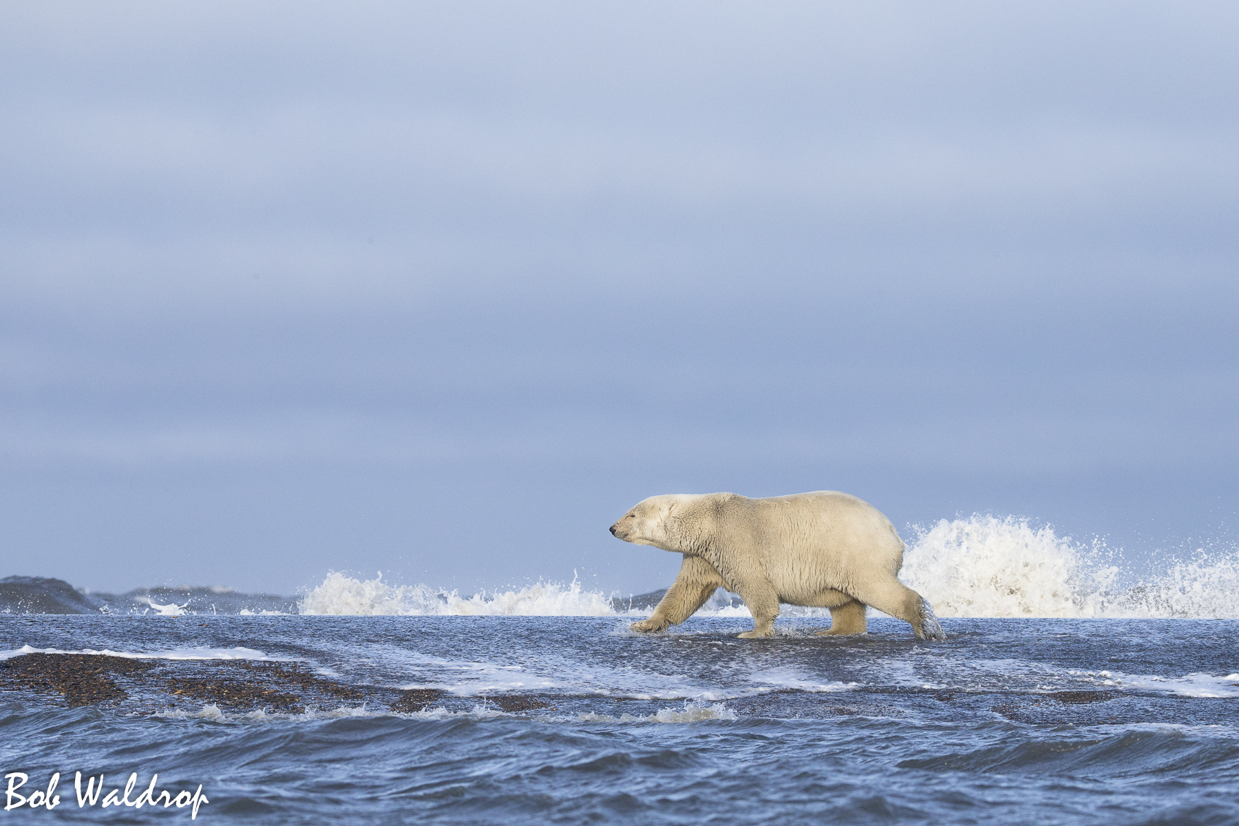 Polar Bears 1800 px -4545.jpg