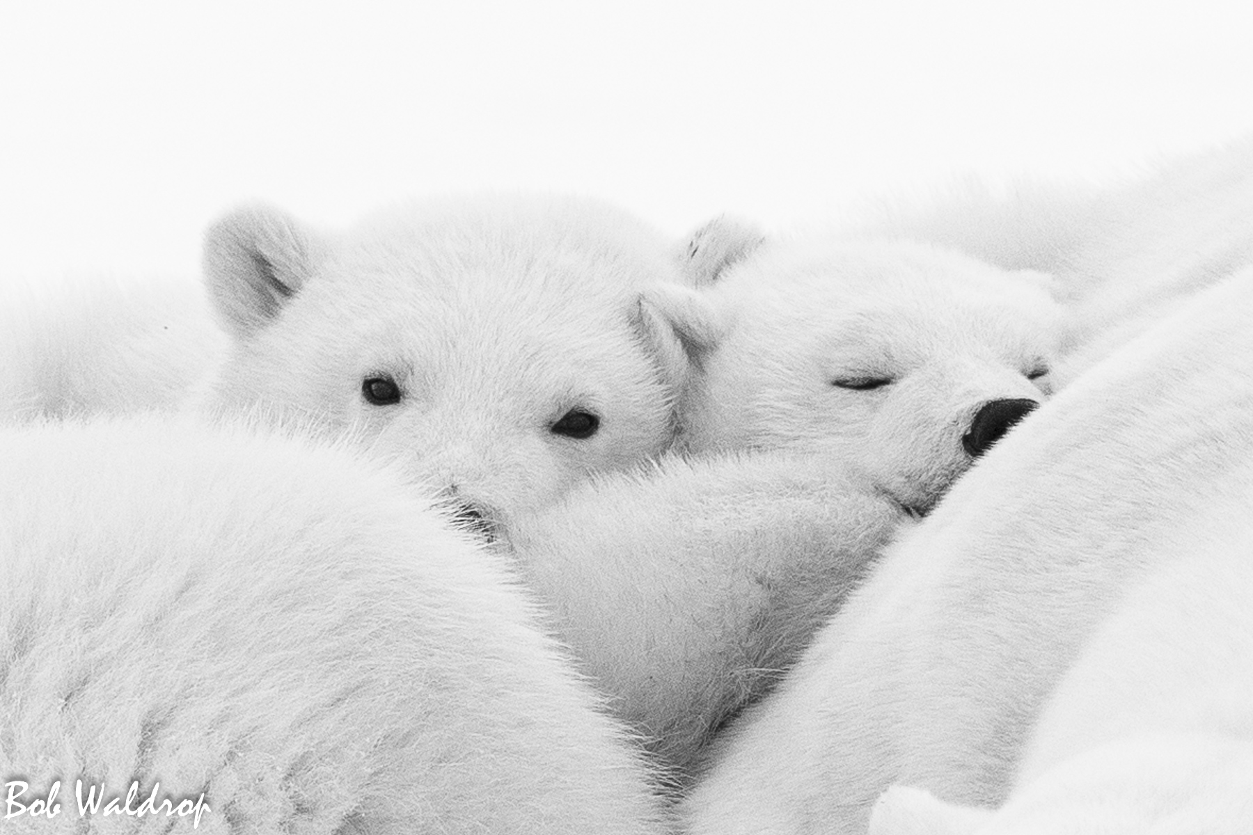 Polar Bears 1800 px -5520.jpg