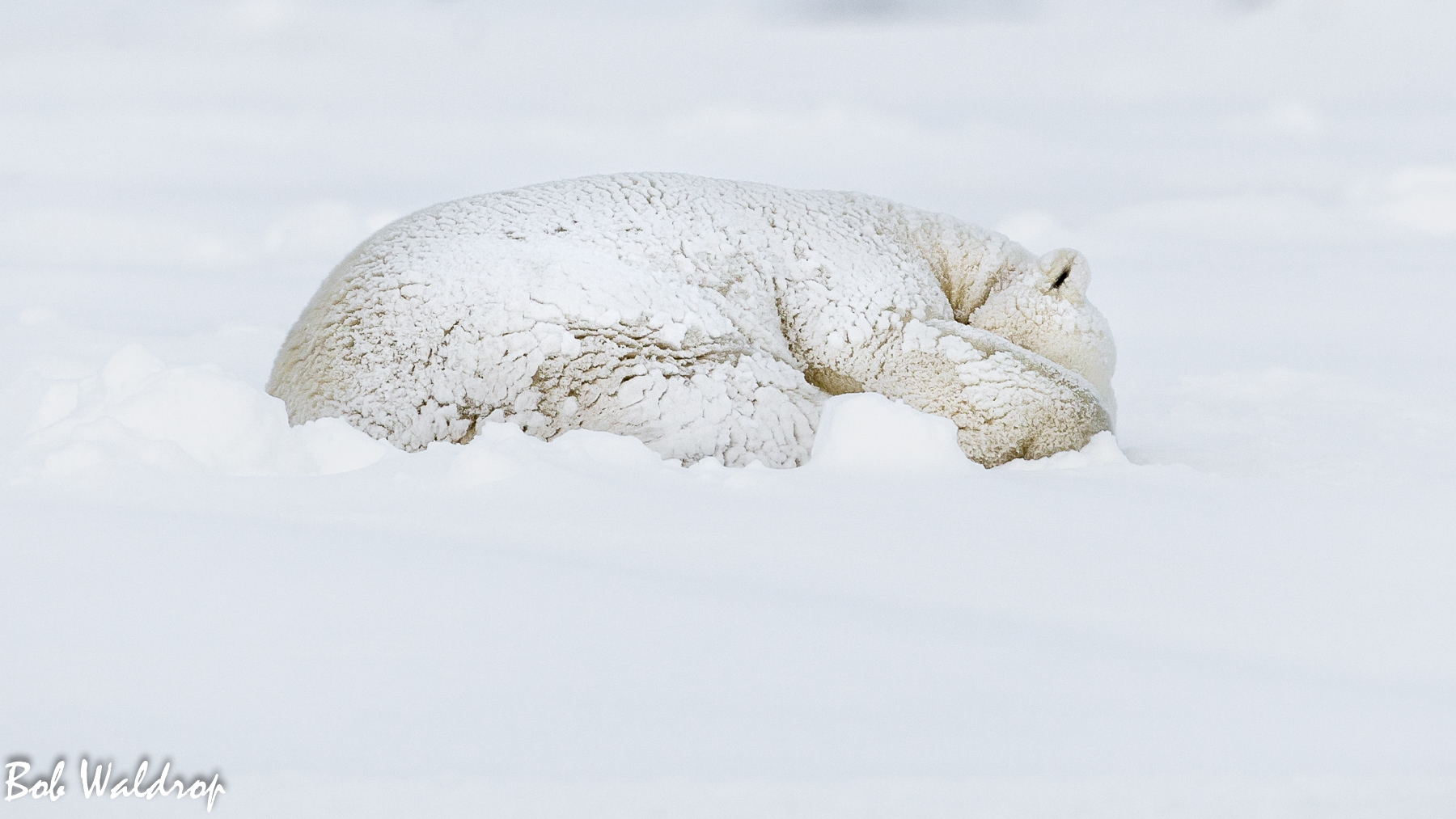 Polar Bears 1800 px -5550.jpg