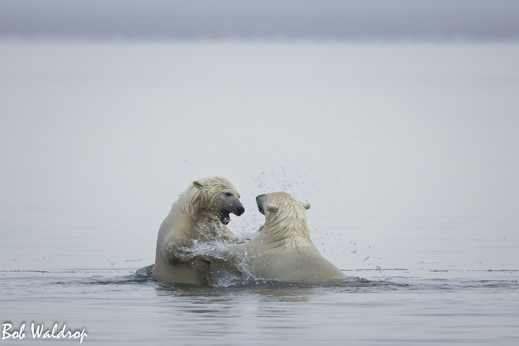Polar Bears 1800 px -8697.jpg