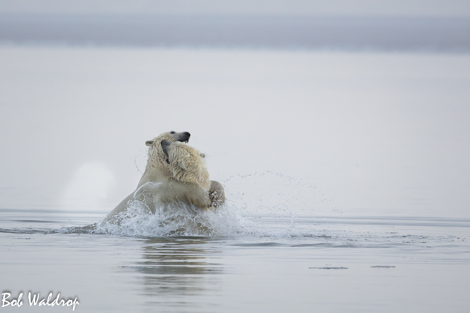Polar Bears 1800 px -8717.jpg