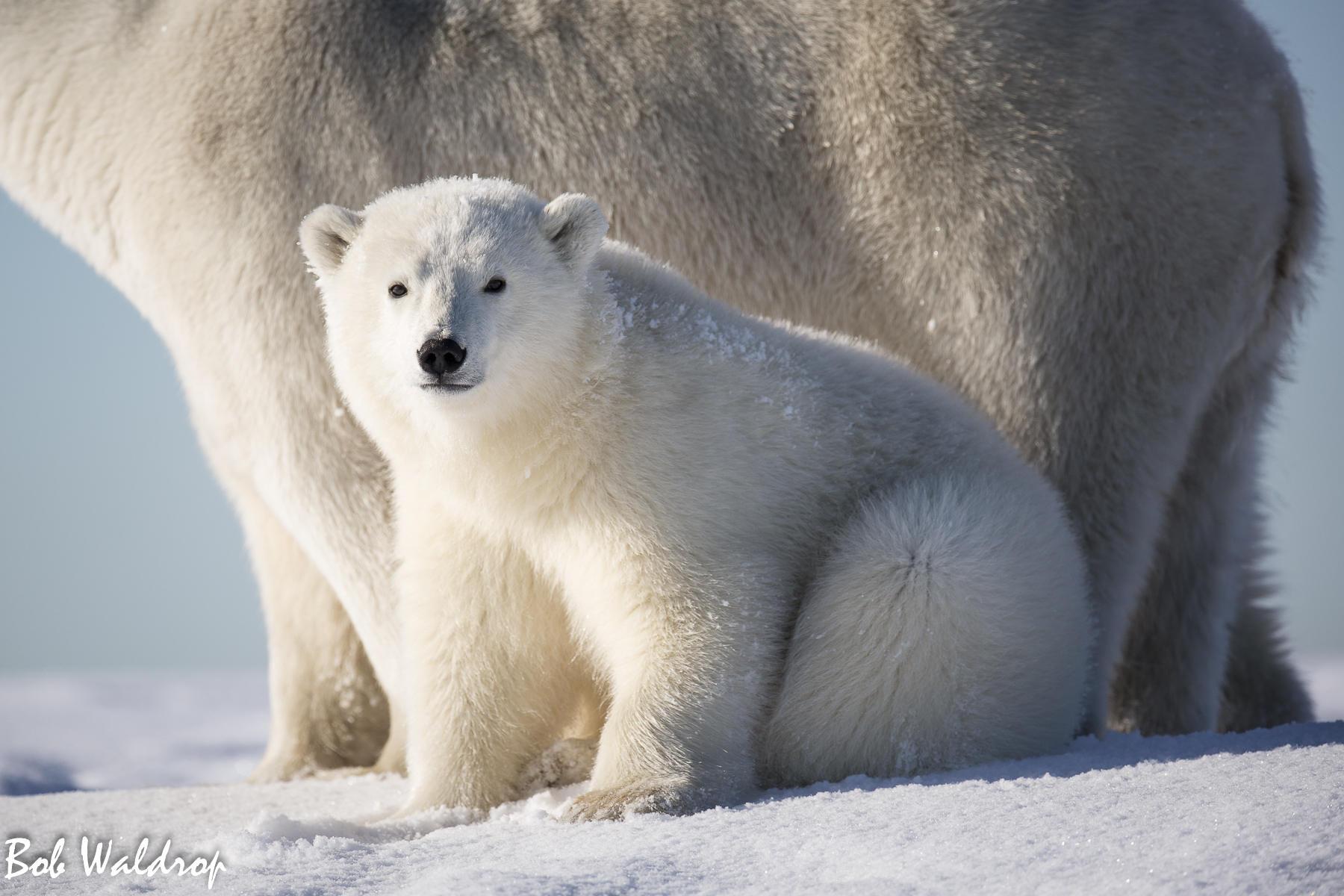 Polar Bears 1800 px -9851.jpg