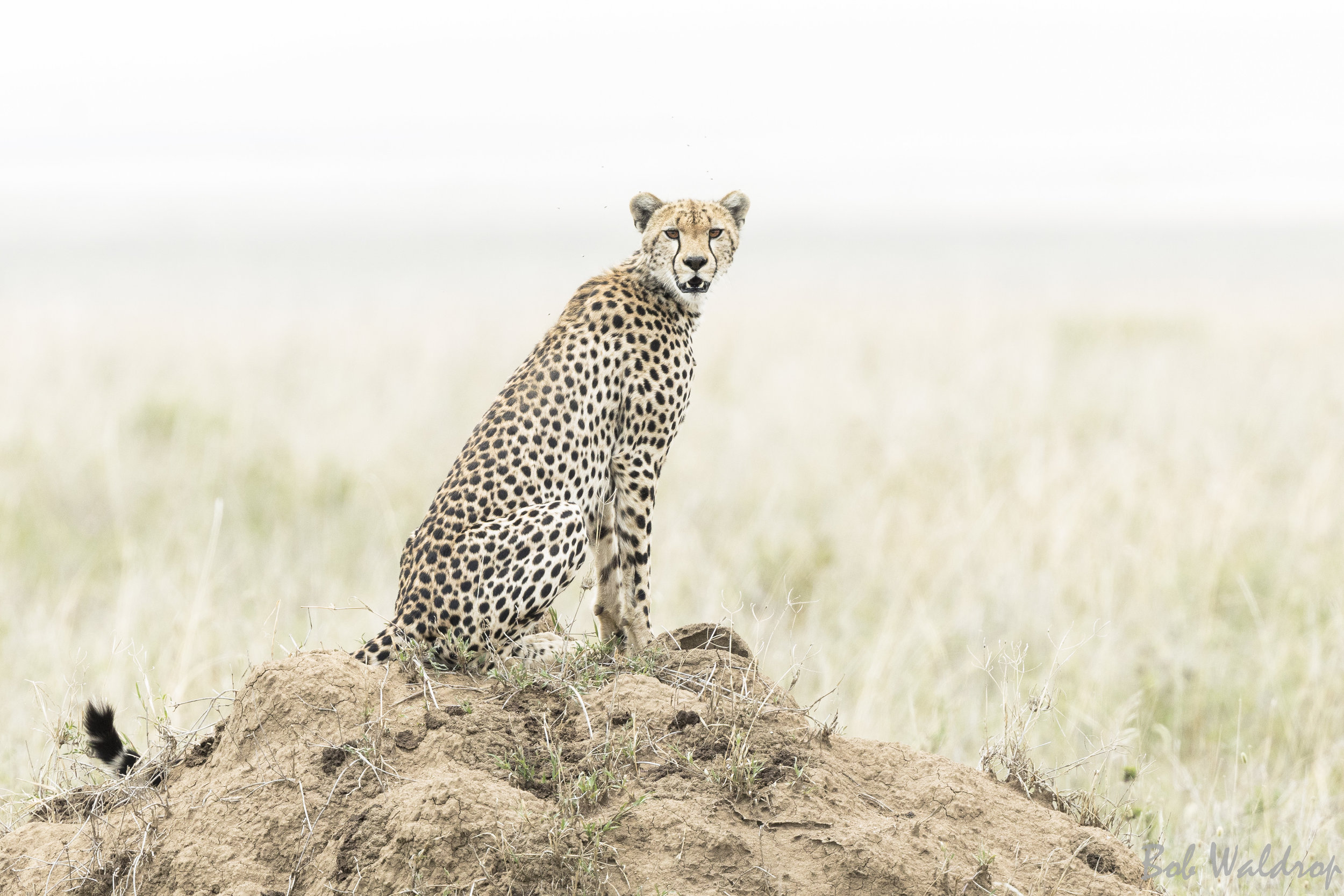 Serengeti-0148.JPG