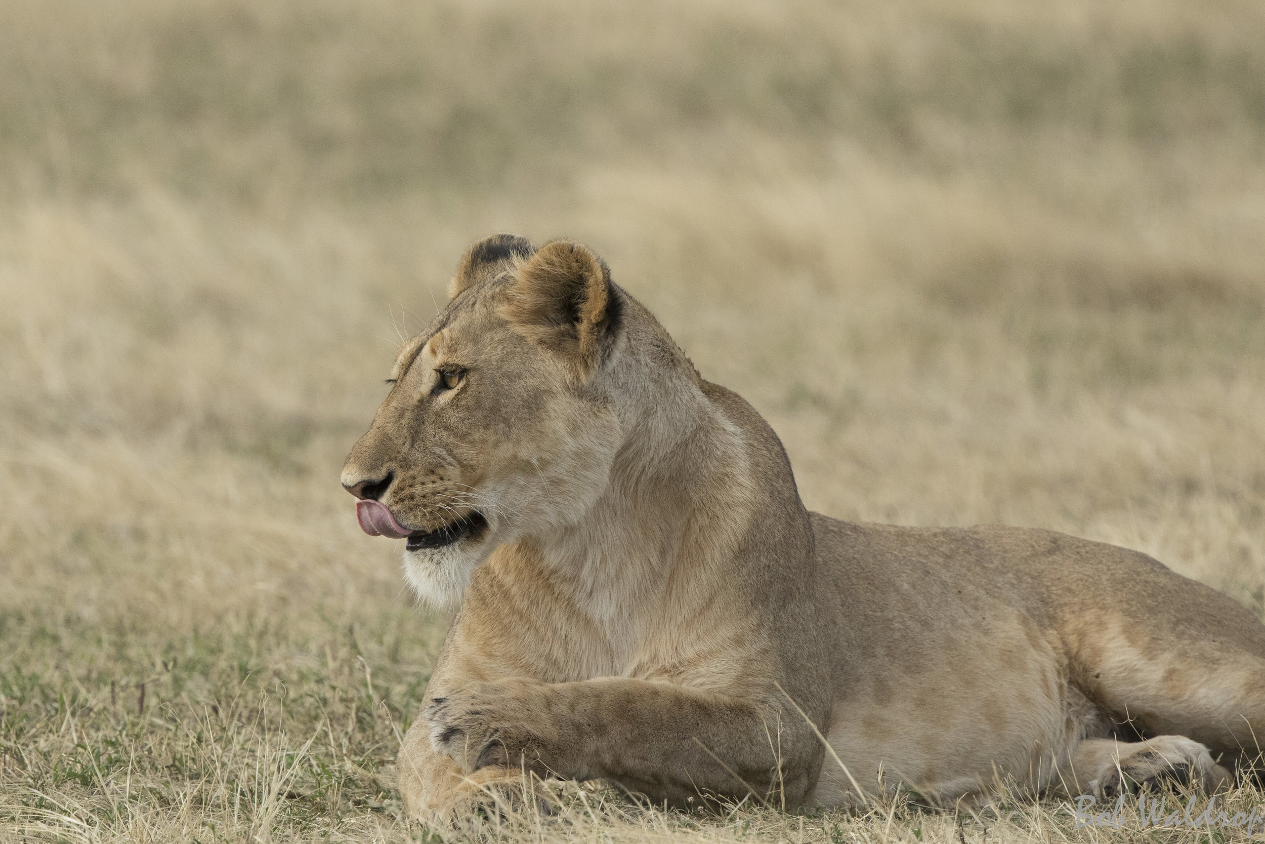 Serengeti-0917-2.JPG