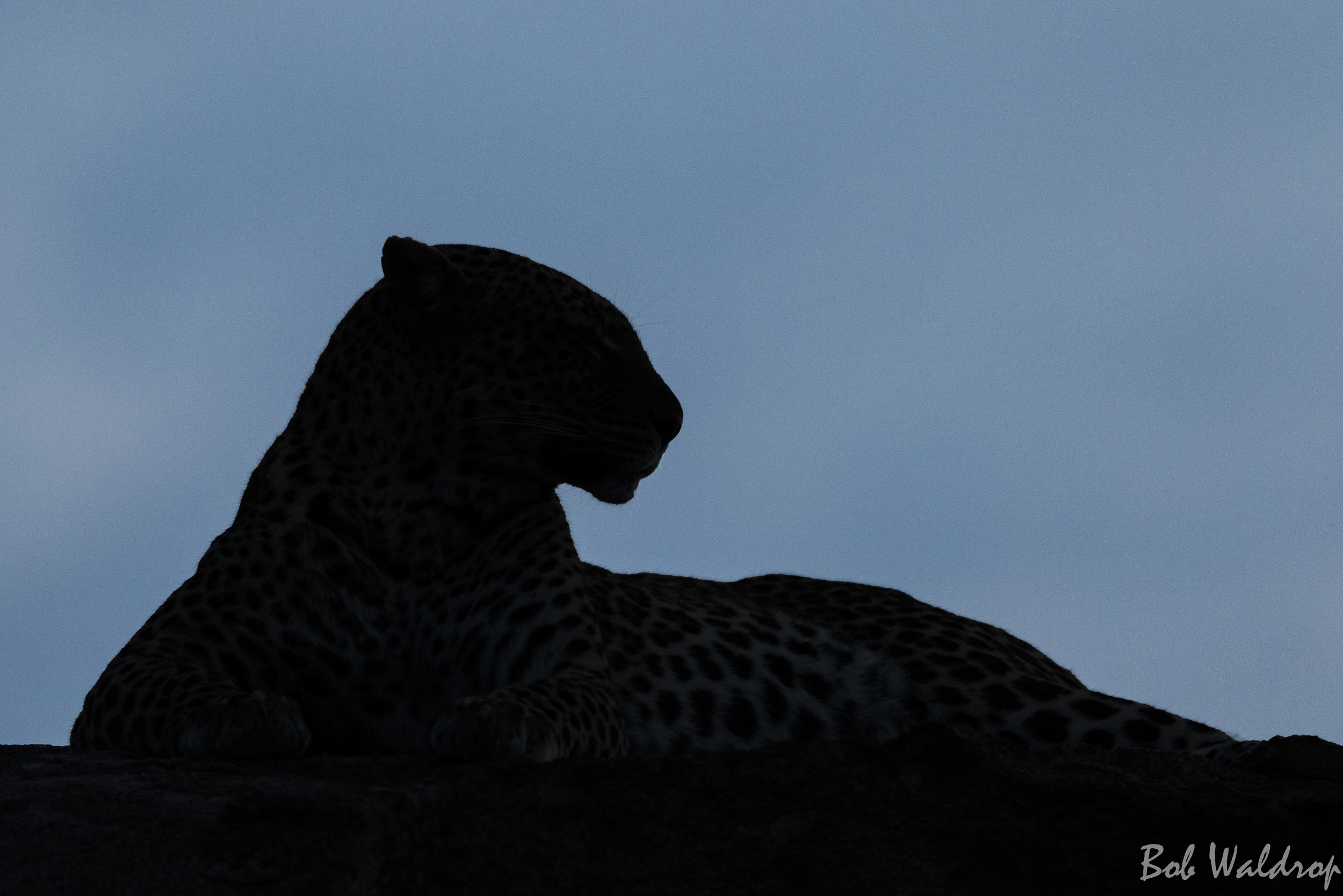 Serengeti-1007-Edit.JPG