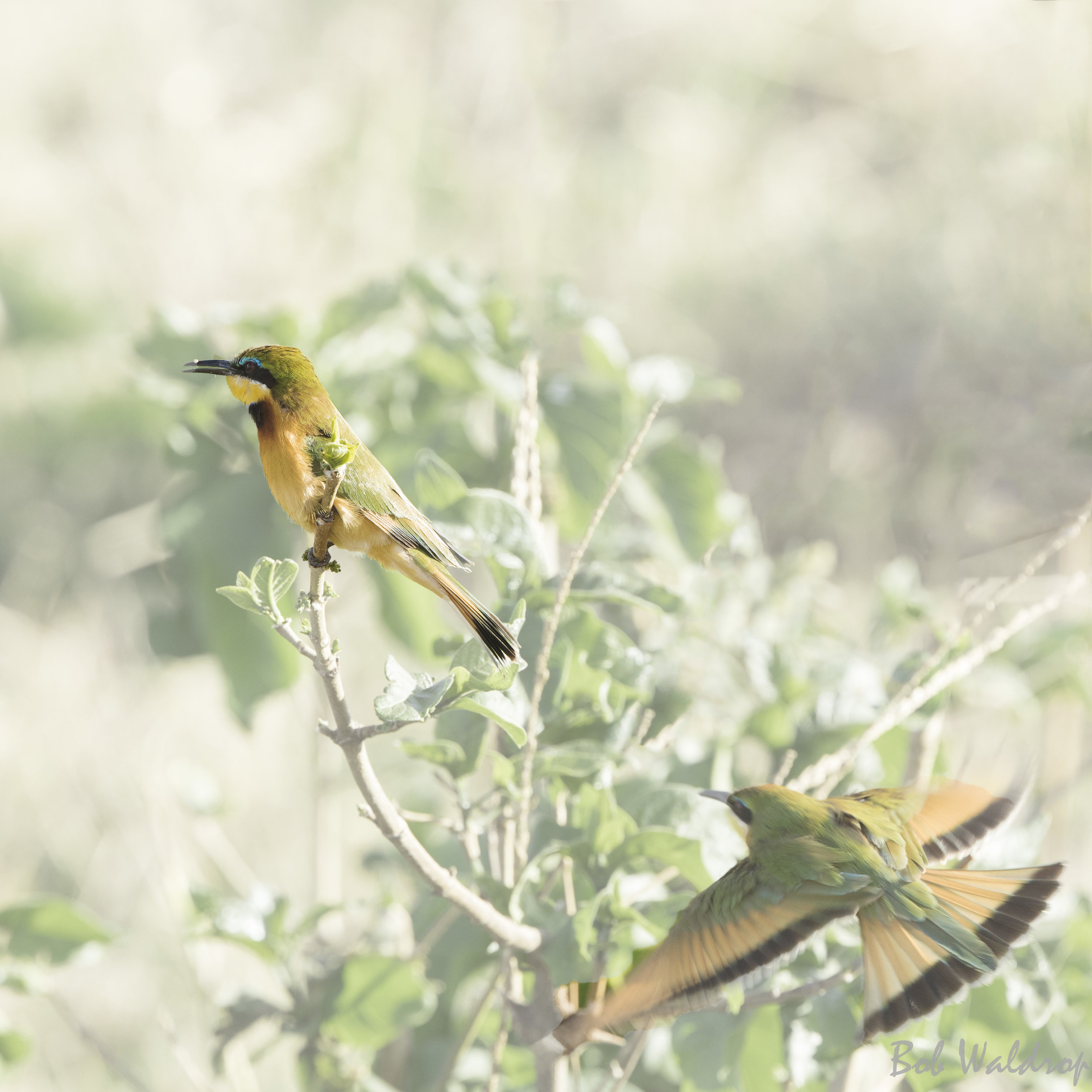 Serengeti-1616-2-Edit.JPG