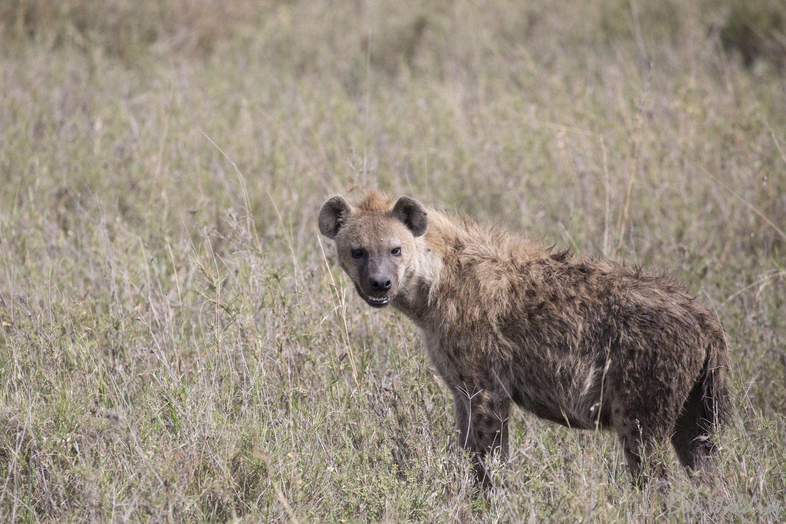 Serengeti-8068.JPG