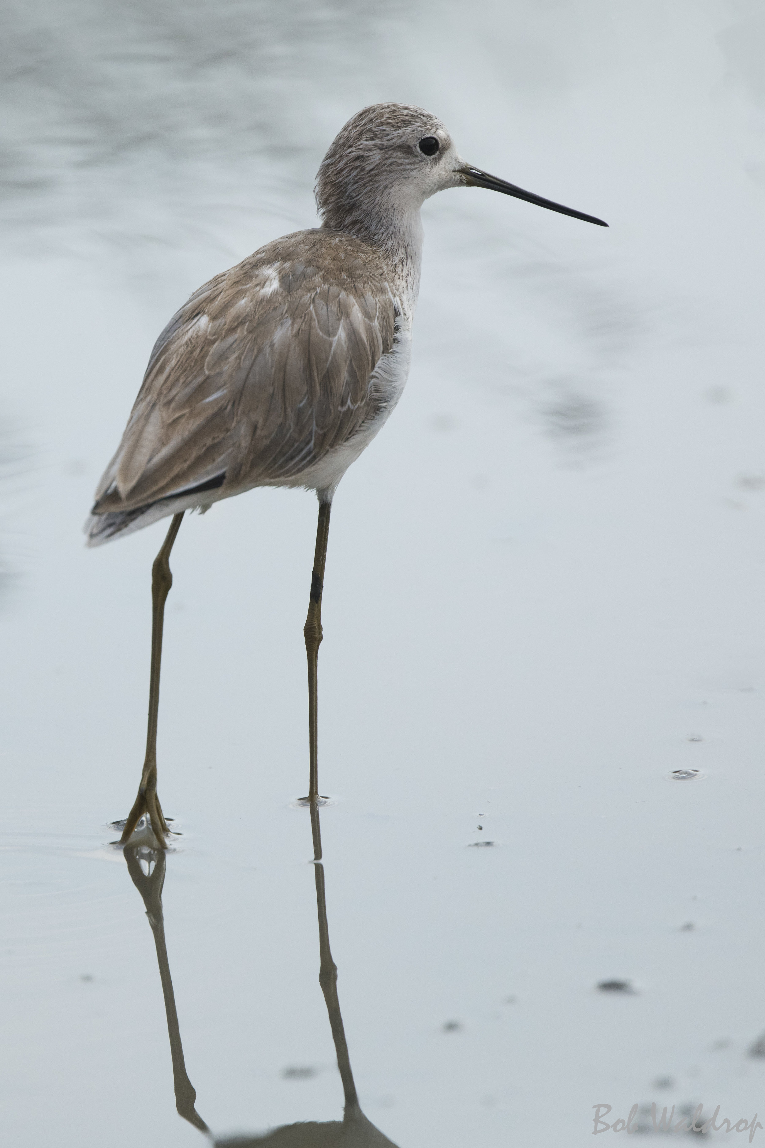 Serengeti-9898-Edit.JPG