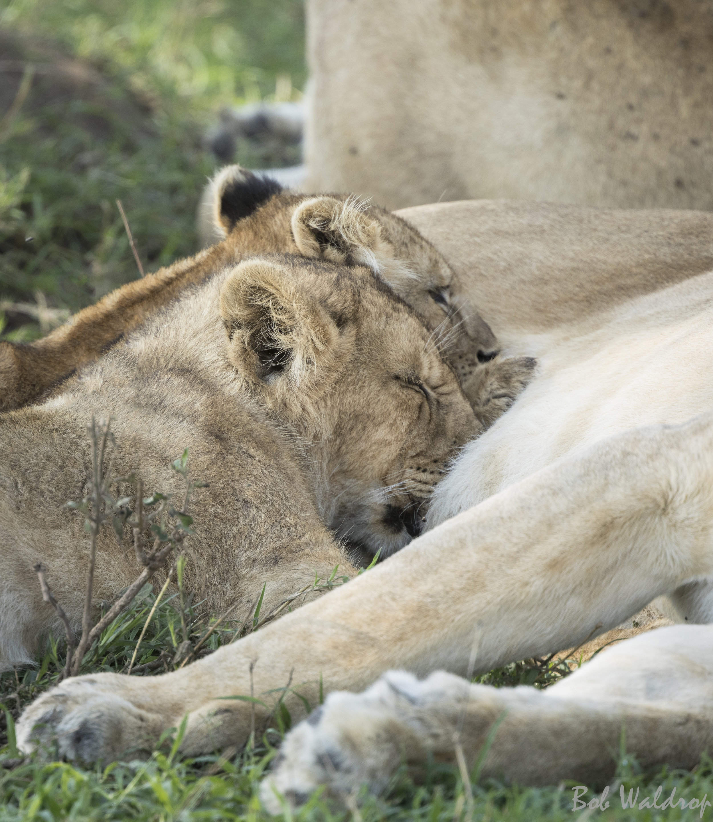 Serengeti-9937-Edit.JPG