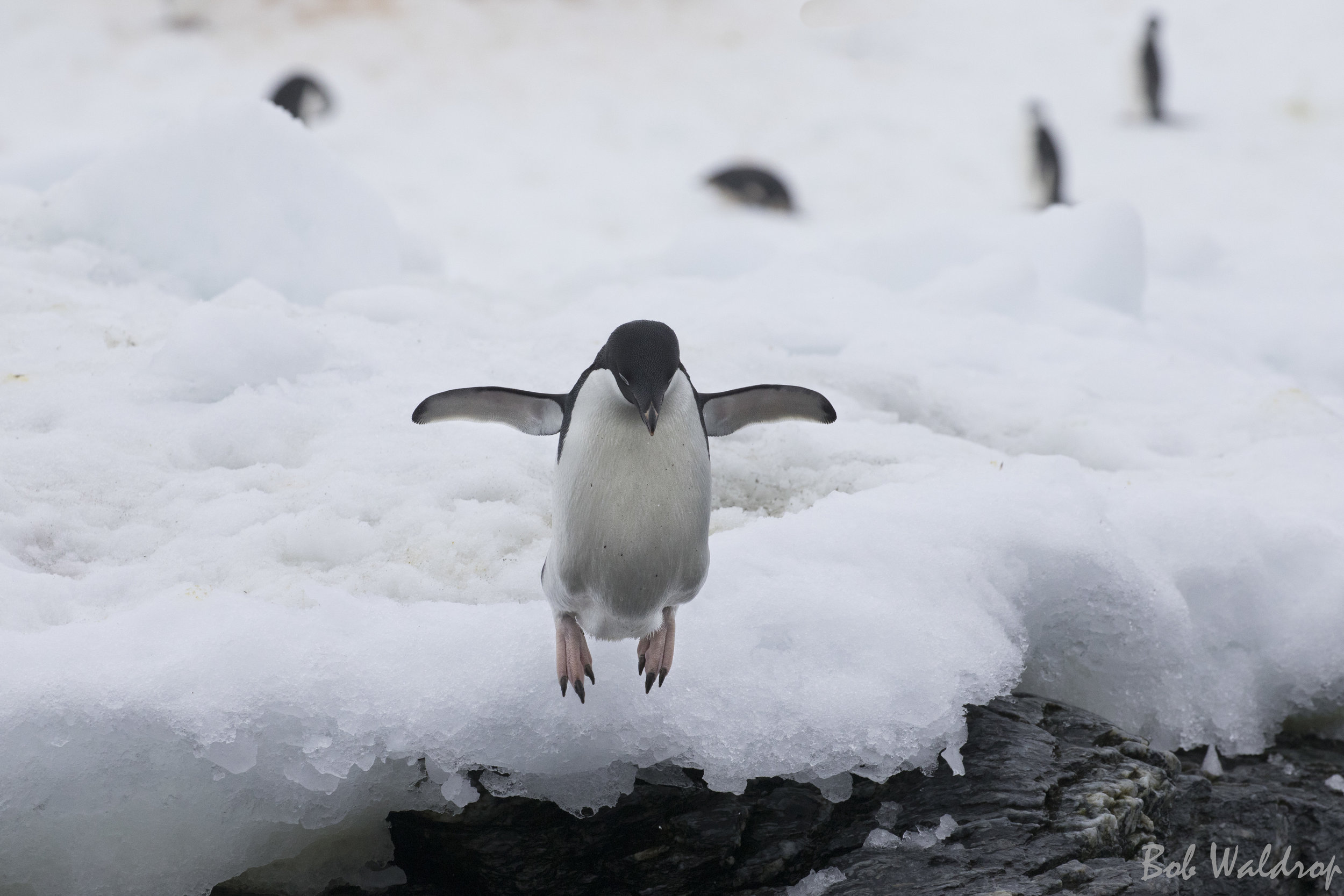 Antarctica-4067-Edit.JPG