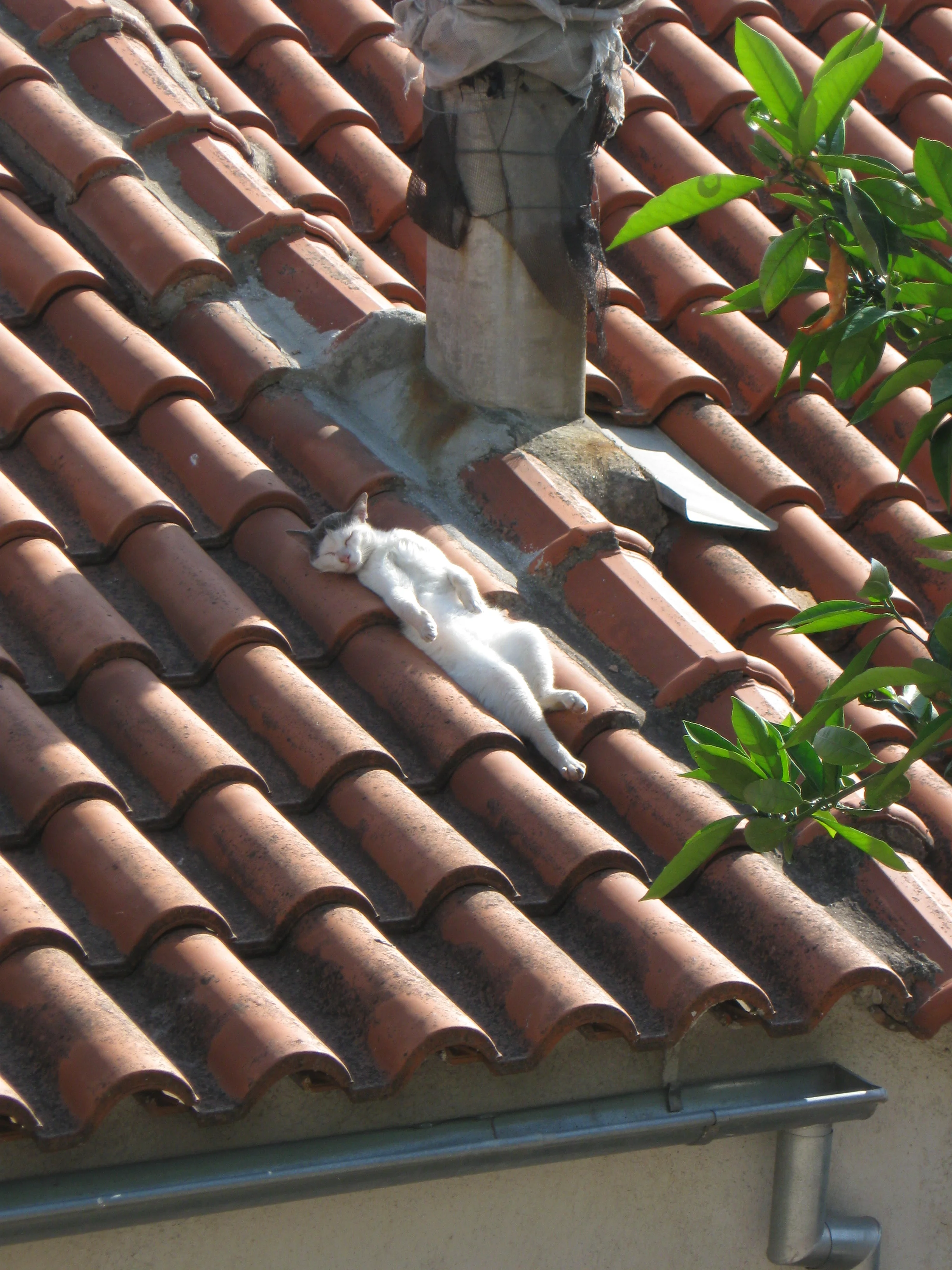 Cat on Hot Tiled Roof.JPG