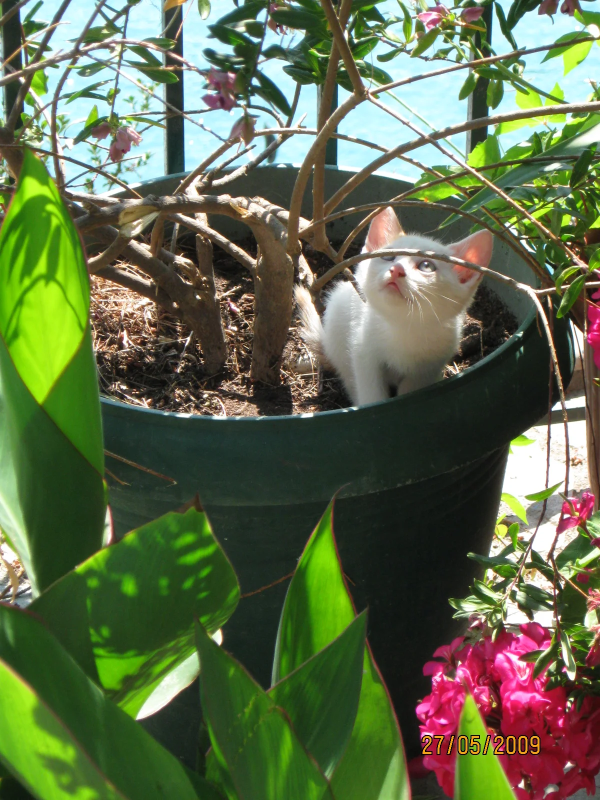 Glossa Kitten.JPG