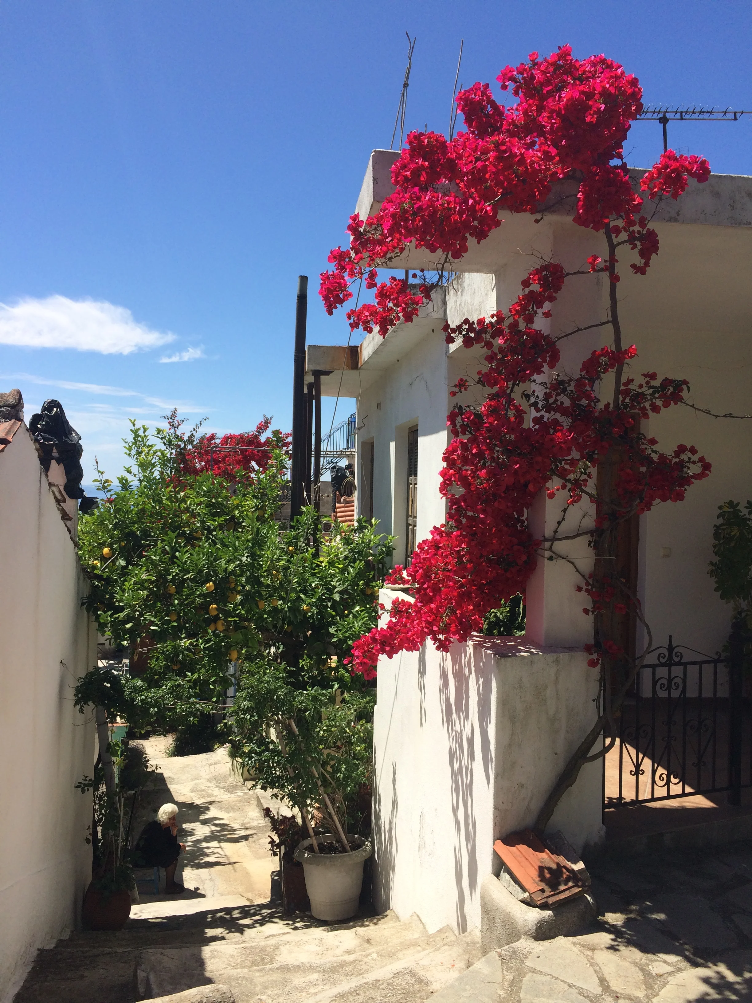 Lemon Tree & Bouganvillea.JPG