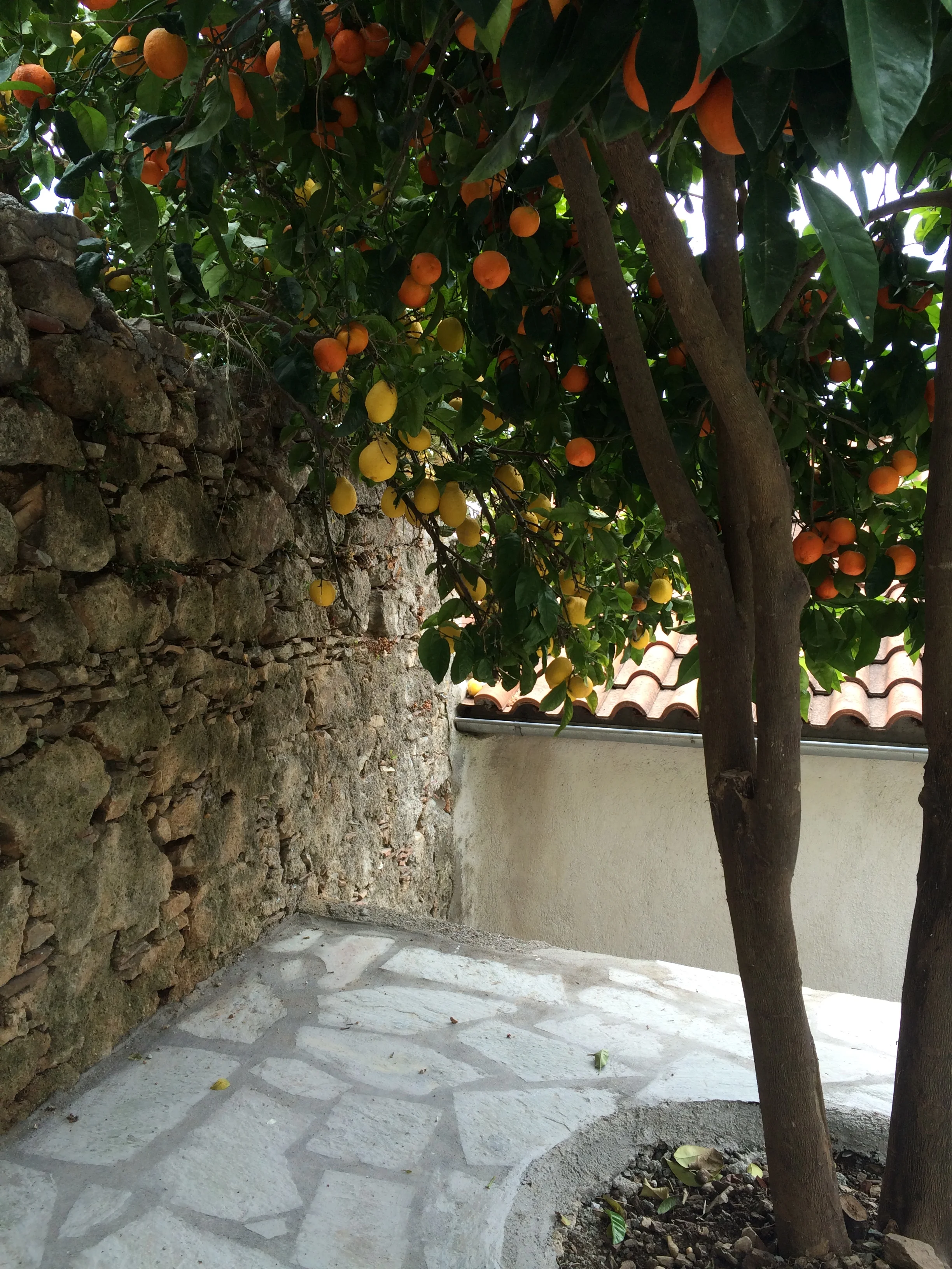 Oranges & Lemons in the Garden.JPG