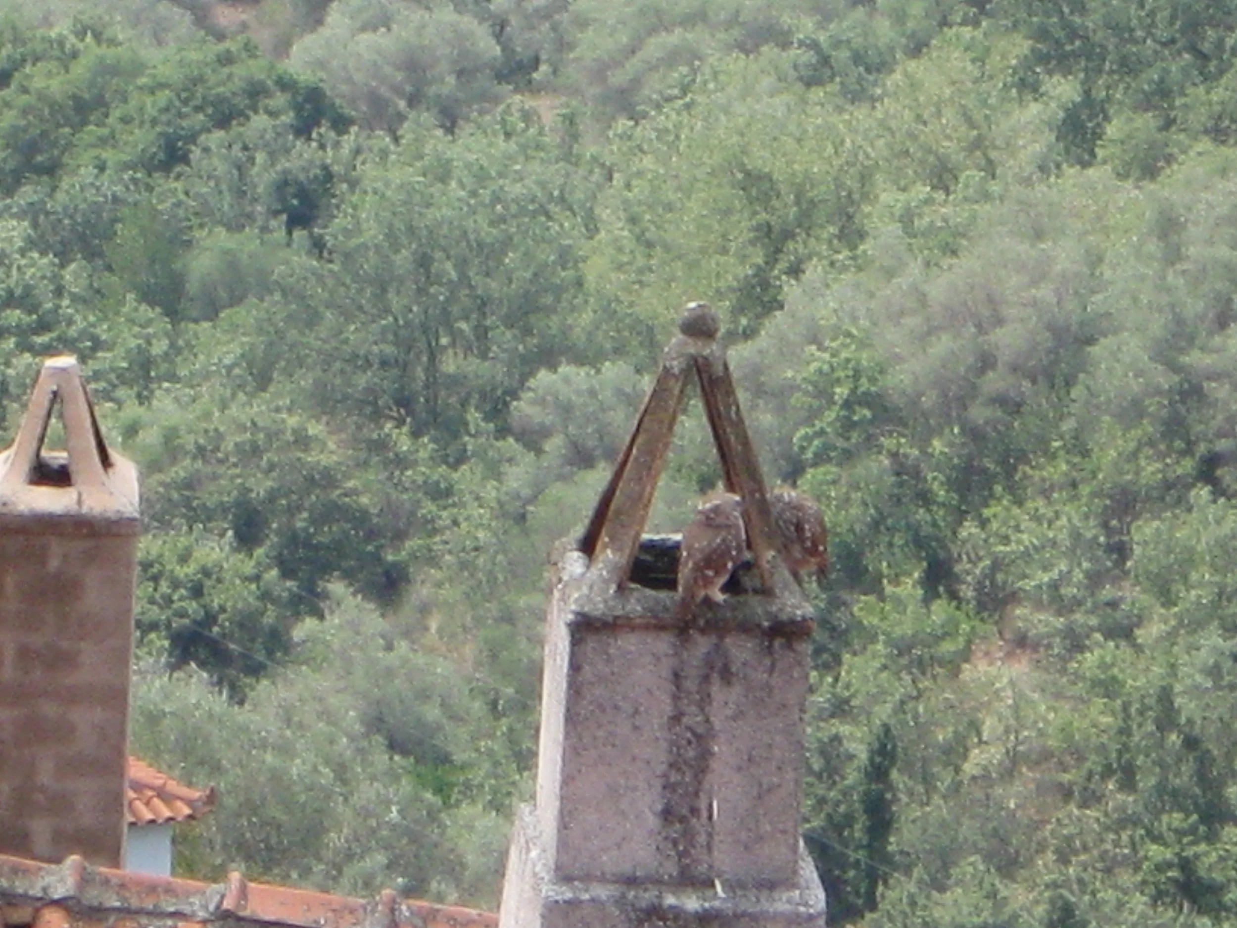 Skops Owls in Chimney Opposite.JPG