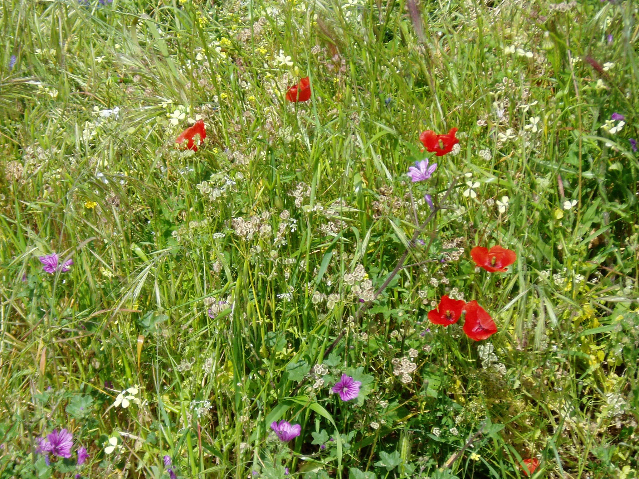 Wild Flowers.JPG