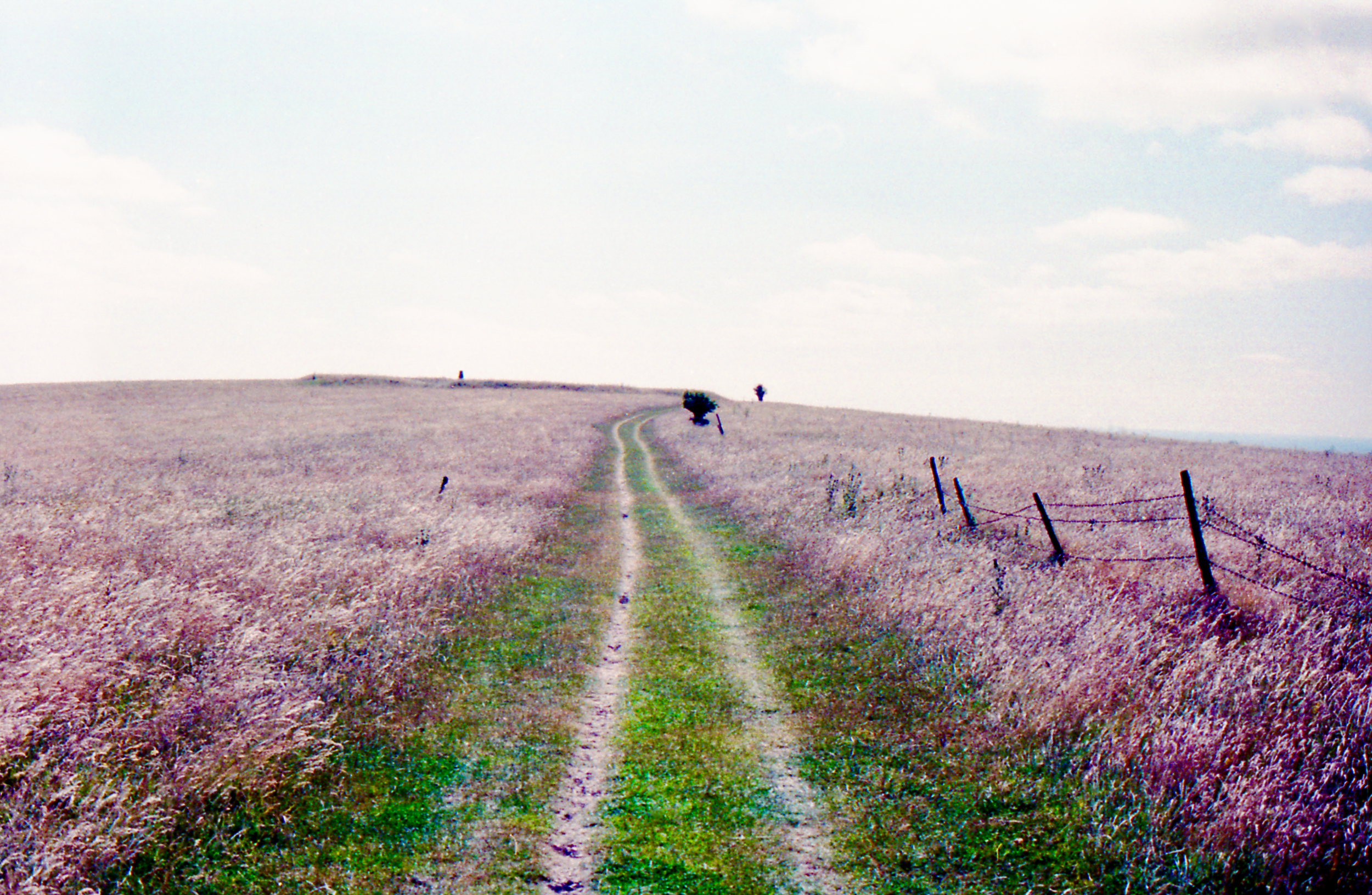 Field of Lavender, West Sussex, England (Summer 2013) // Kodak Portra 160, Olympus OM-2N, Epson V330 // A soothing sea of purple. 