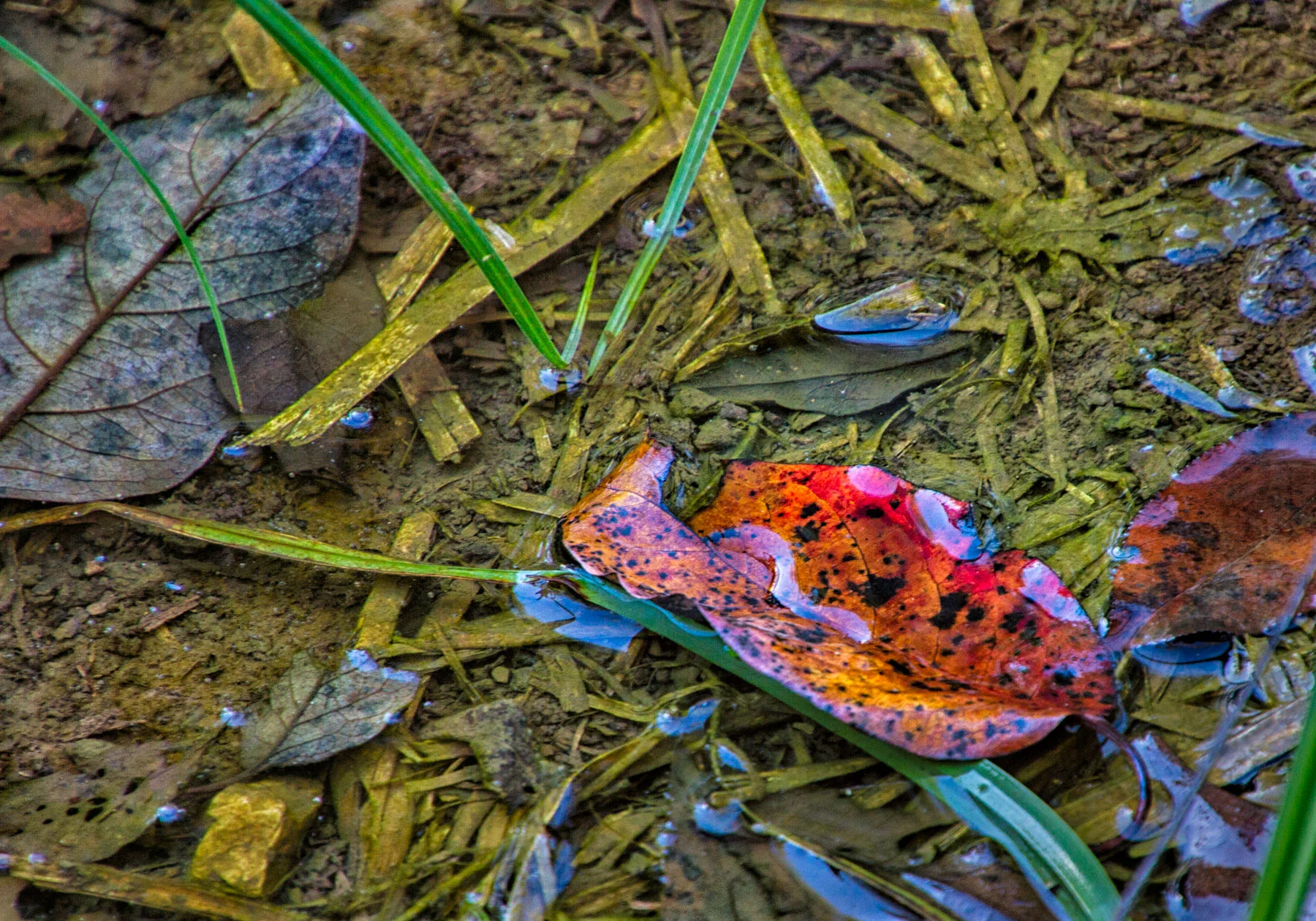 Leaves-on-the-Forest-Floor.jpg