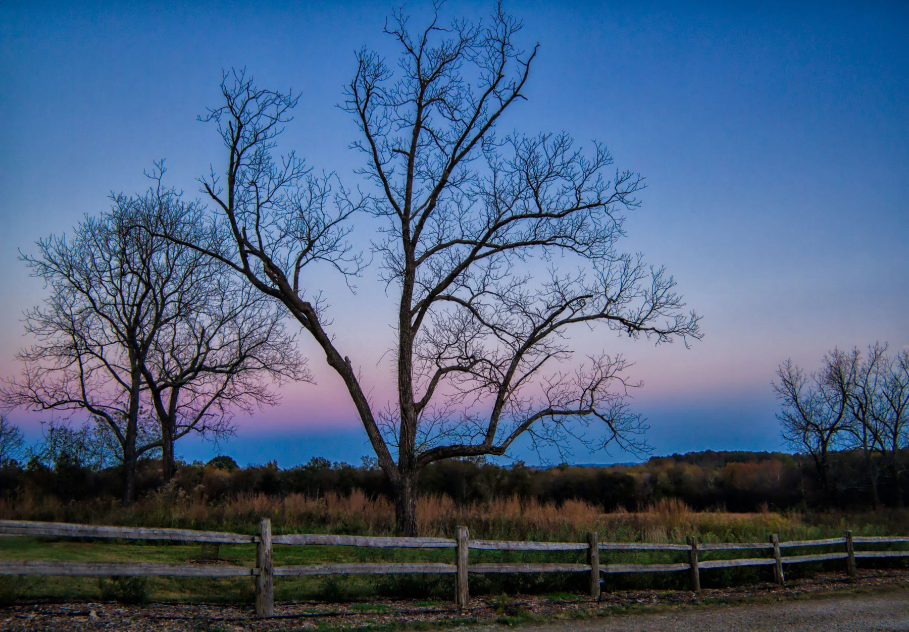 tree-at-dusk.jpg