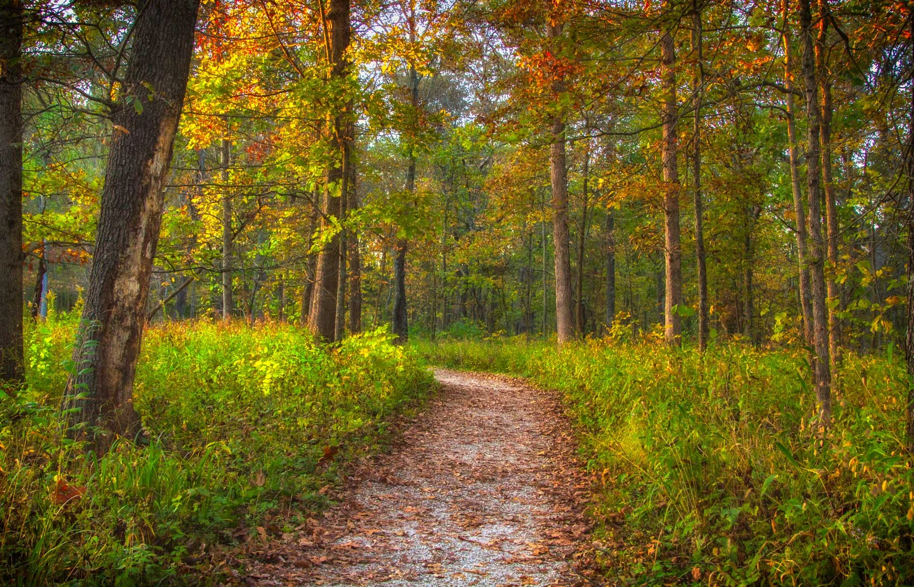 Path-Illuminated.jpg